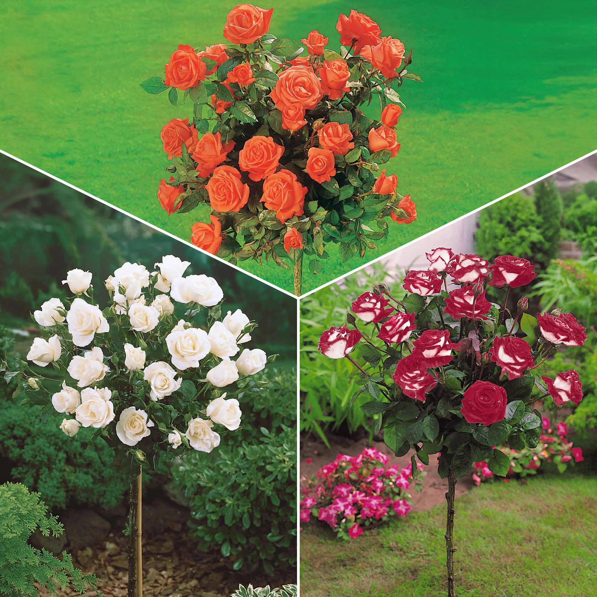 Stamroos Mix 'Ramona' + 'Korbin' + 'Orisia' (x3)