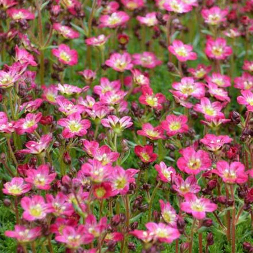 Steenbreek Arends Pixie Rose Steenbreek