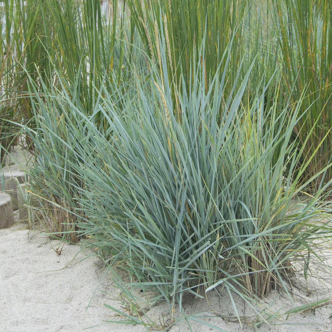 Strandhaver Blue Dune