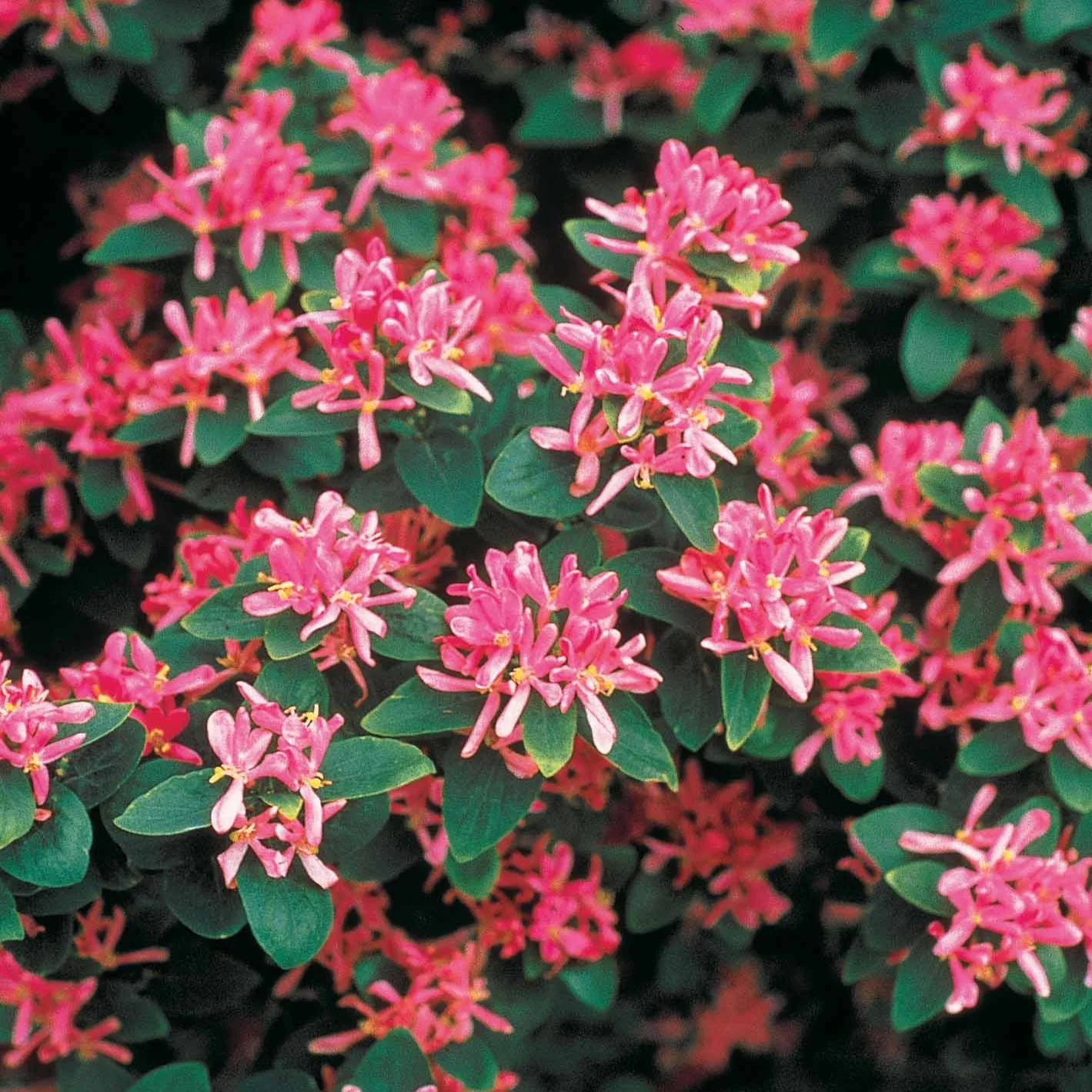 Miniatuur 2