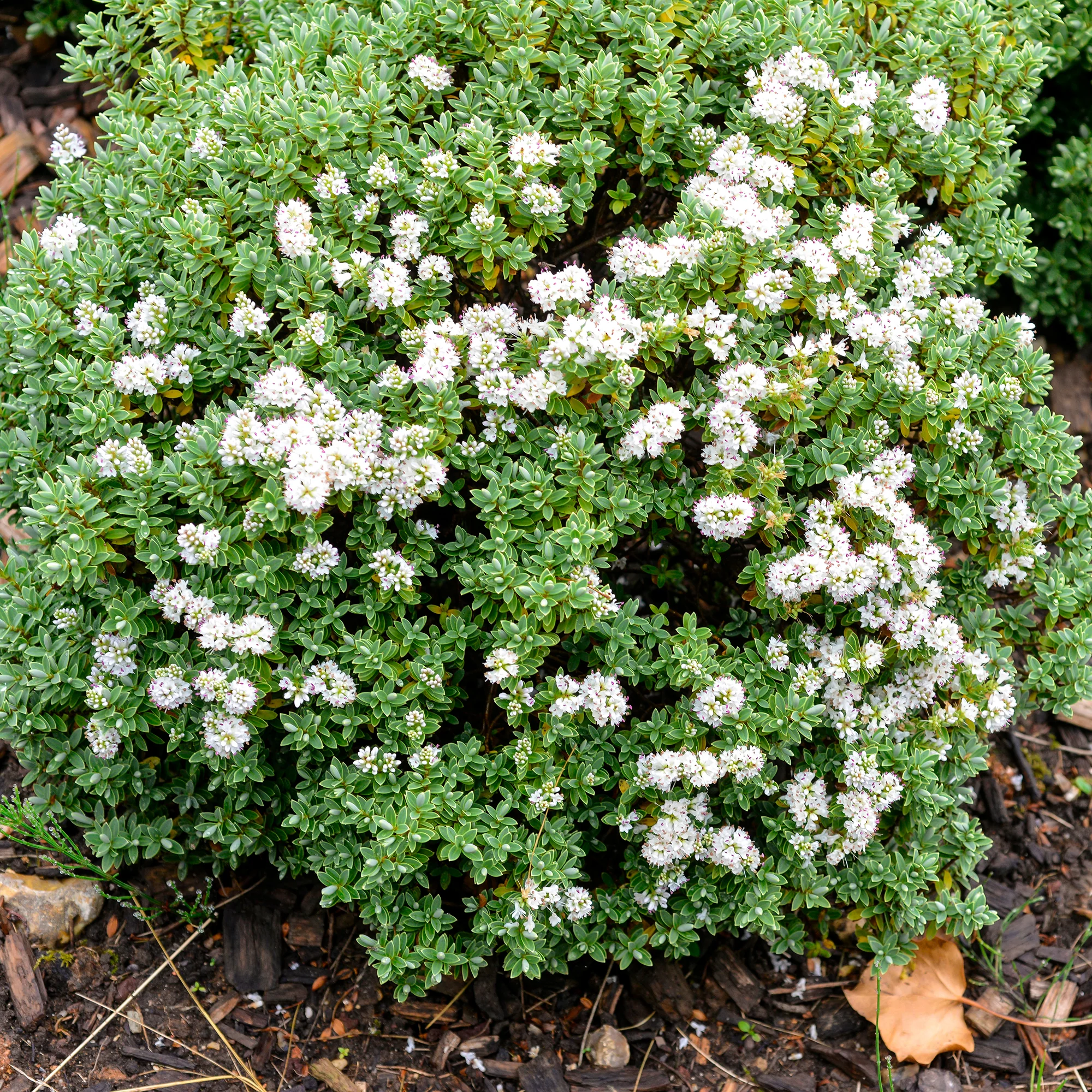 Struikveronica - Image 2