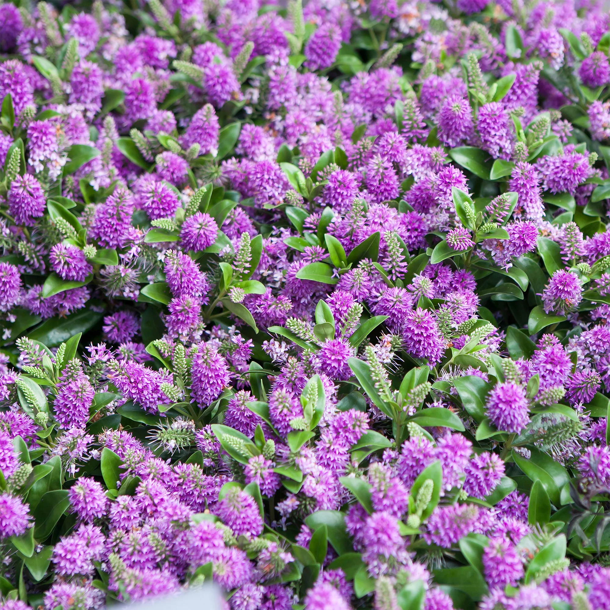 Struikveronica 'Blue Gem'
