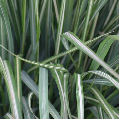 Struisriet 'Avalance'