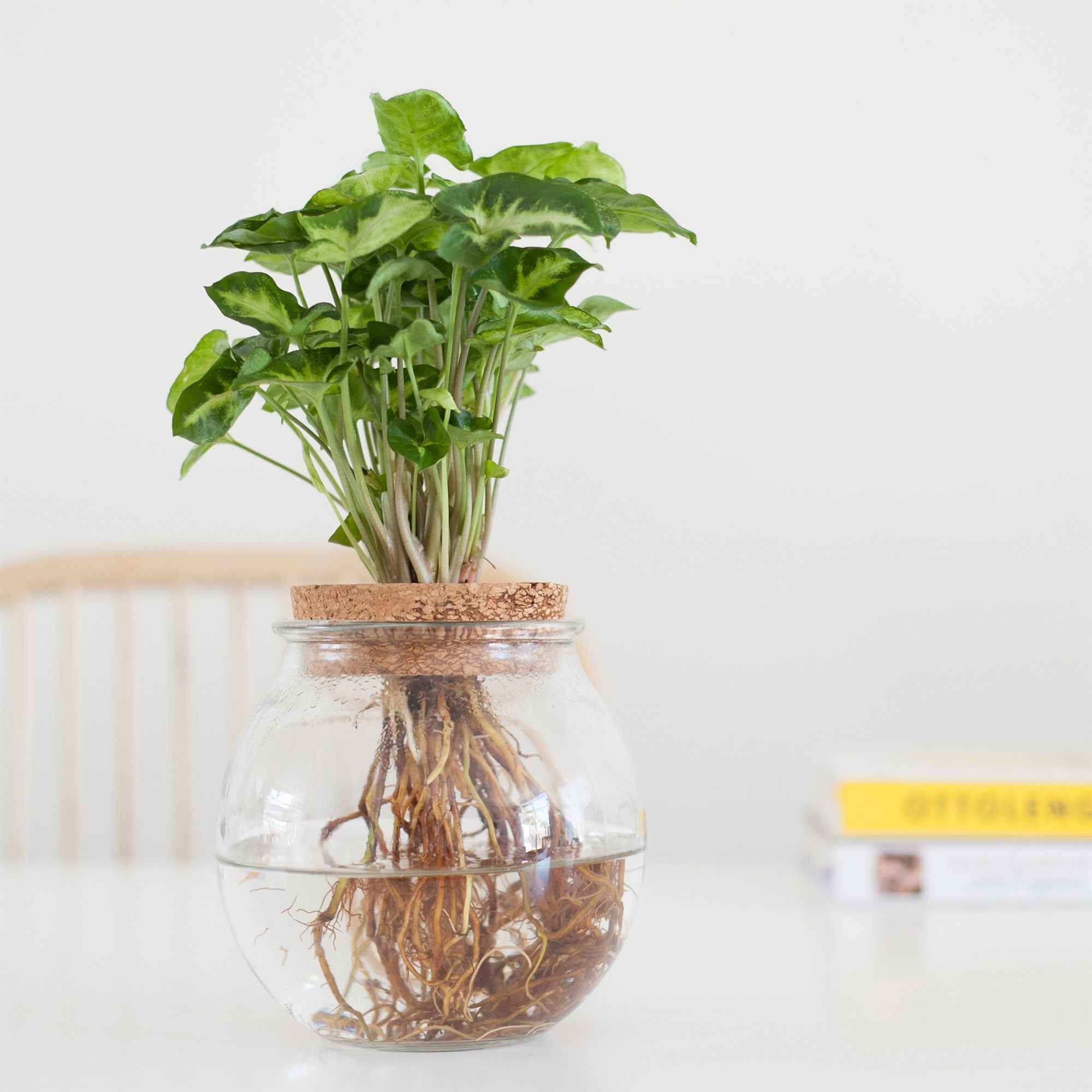 Syngonium in Bolglas - Hydroponie