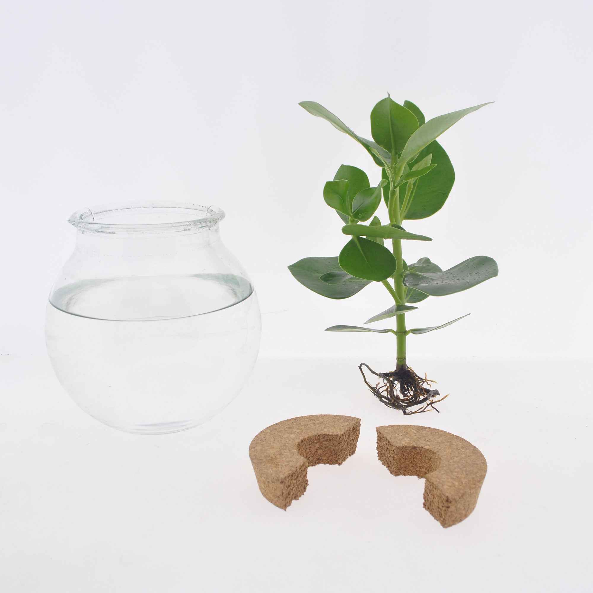Syngonium in Bolglas met ledverlichting - Hydroponie - Image 4