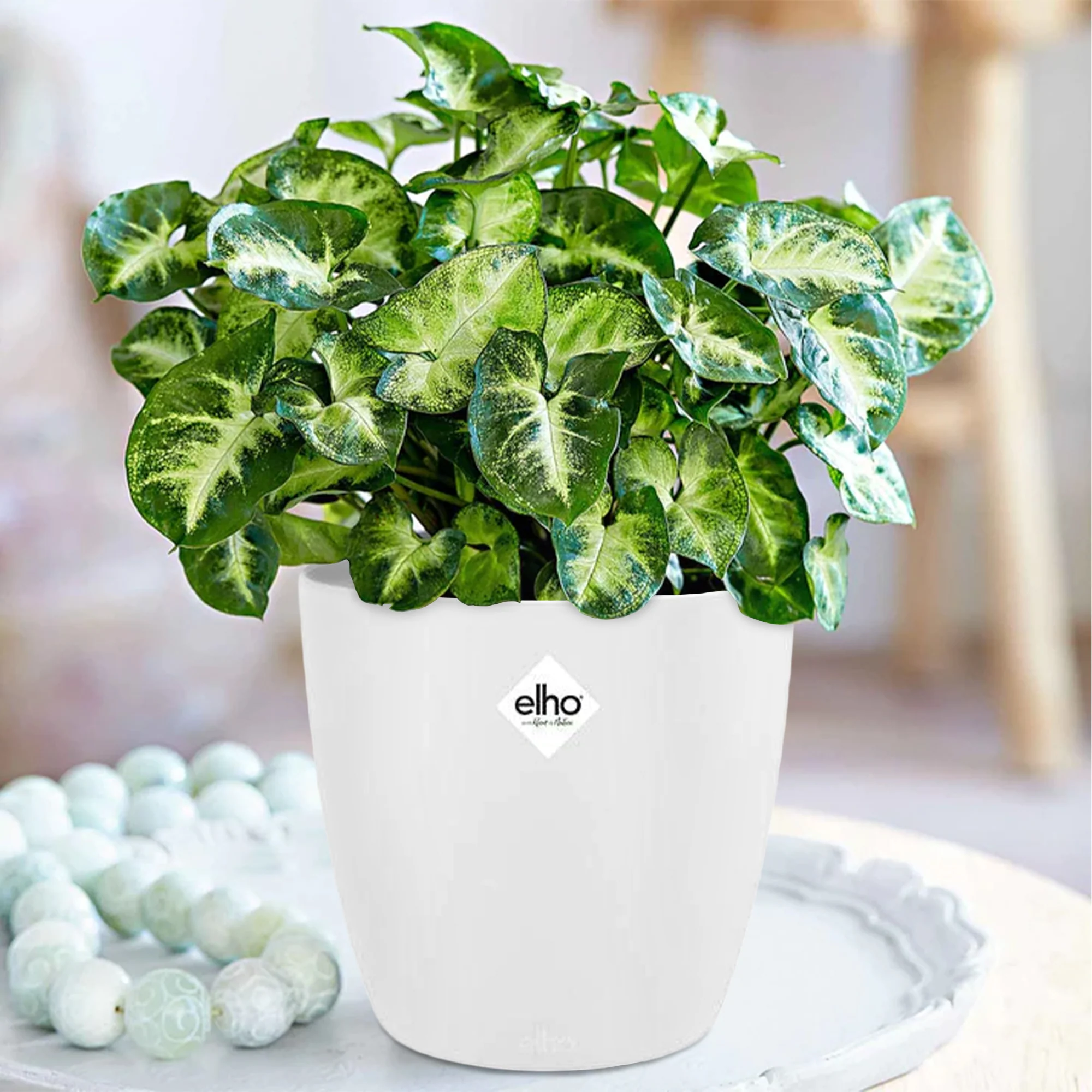 Syngonium 'Pixie'