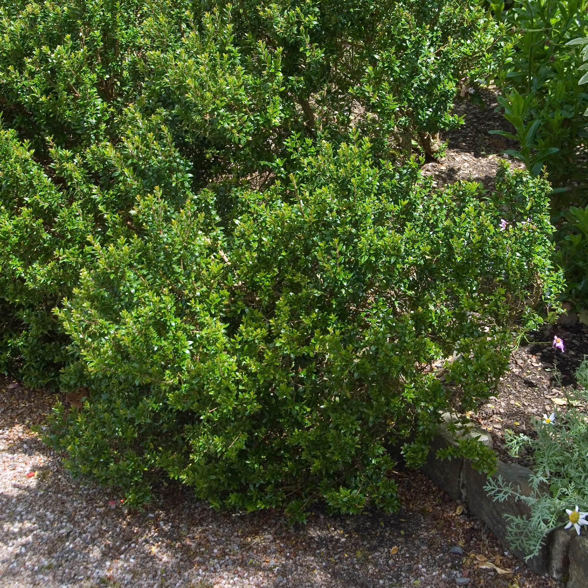 Taranto mirte - Image 3