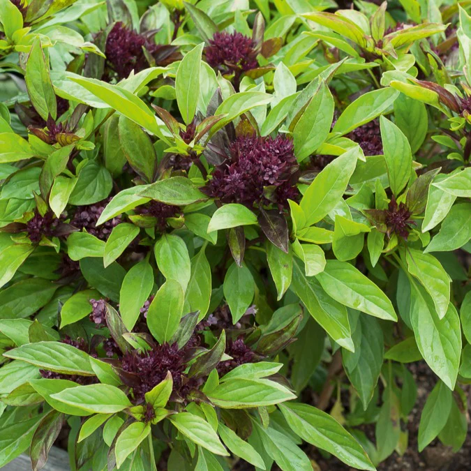 Thaise basilicum 'Siam Koningin' - Image 2