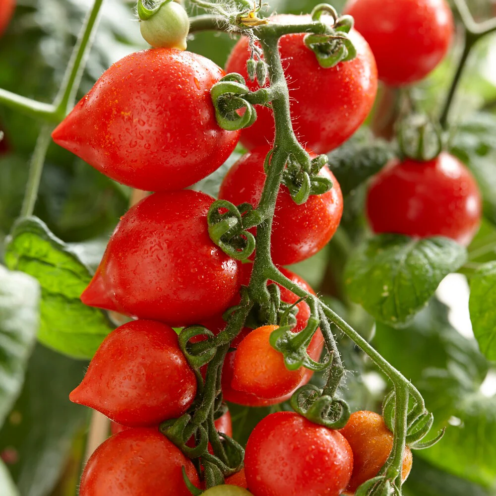 Tomate-cerise Coeur d'amour - Image 3