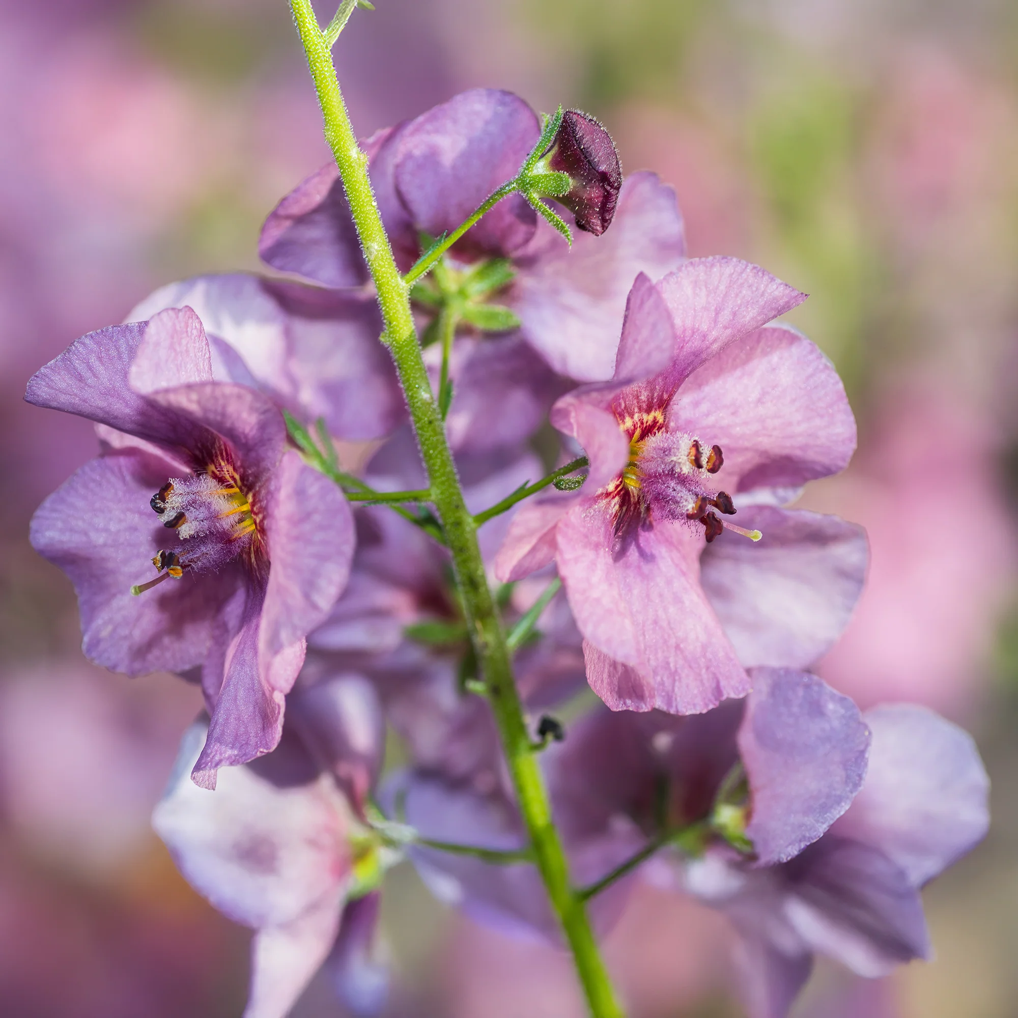 Toorts Pink Domino - Image 2