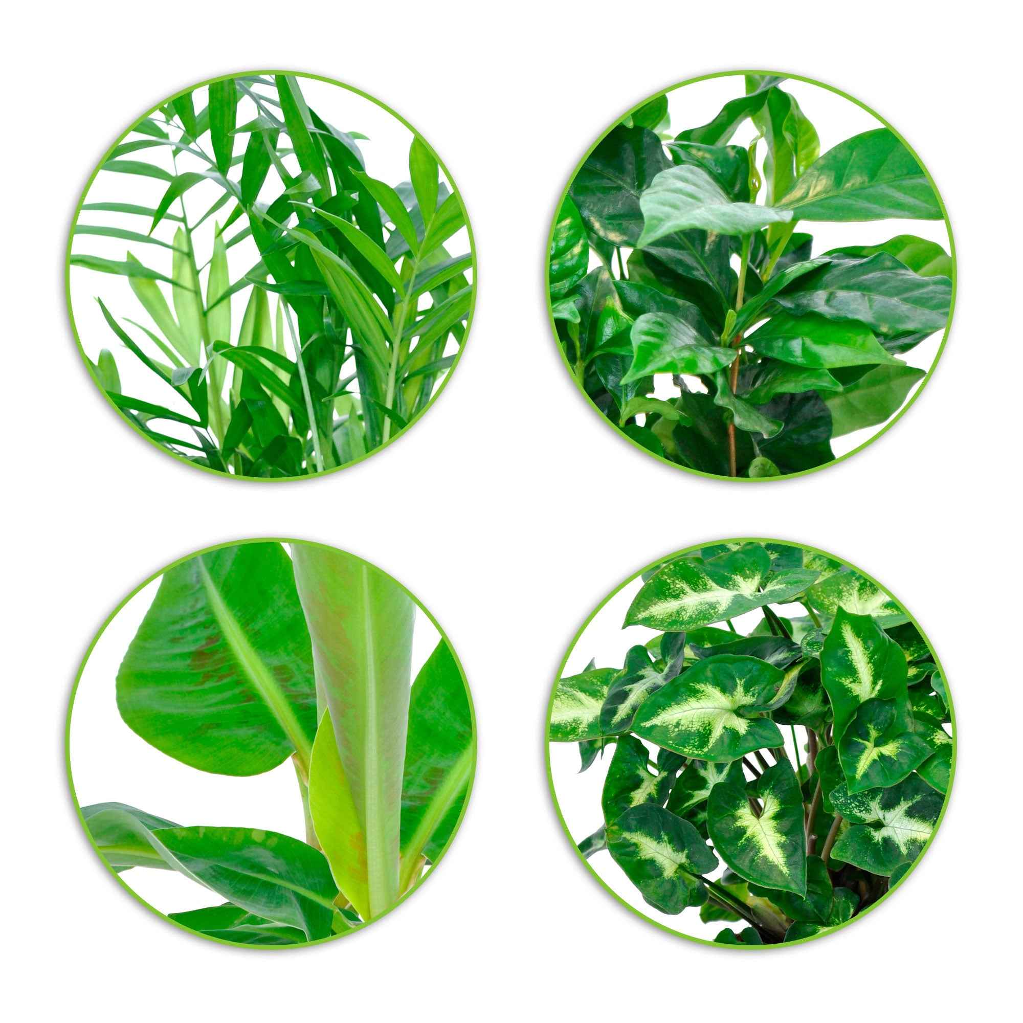 Tropische kamerplanten Mix (x4) - Image 2