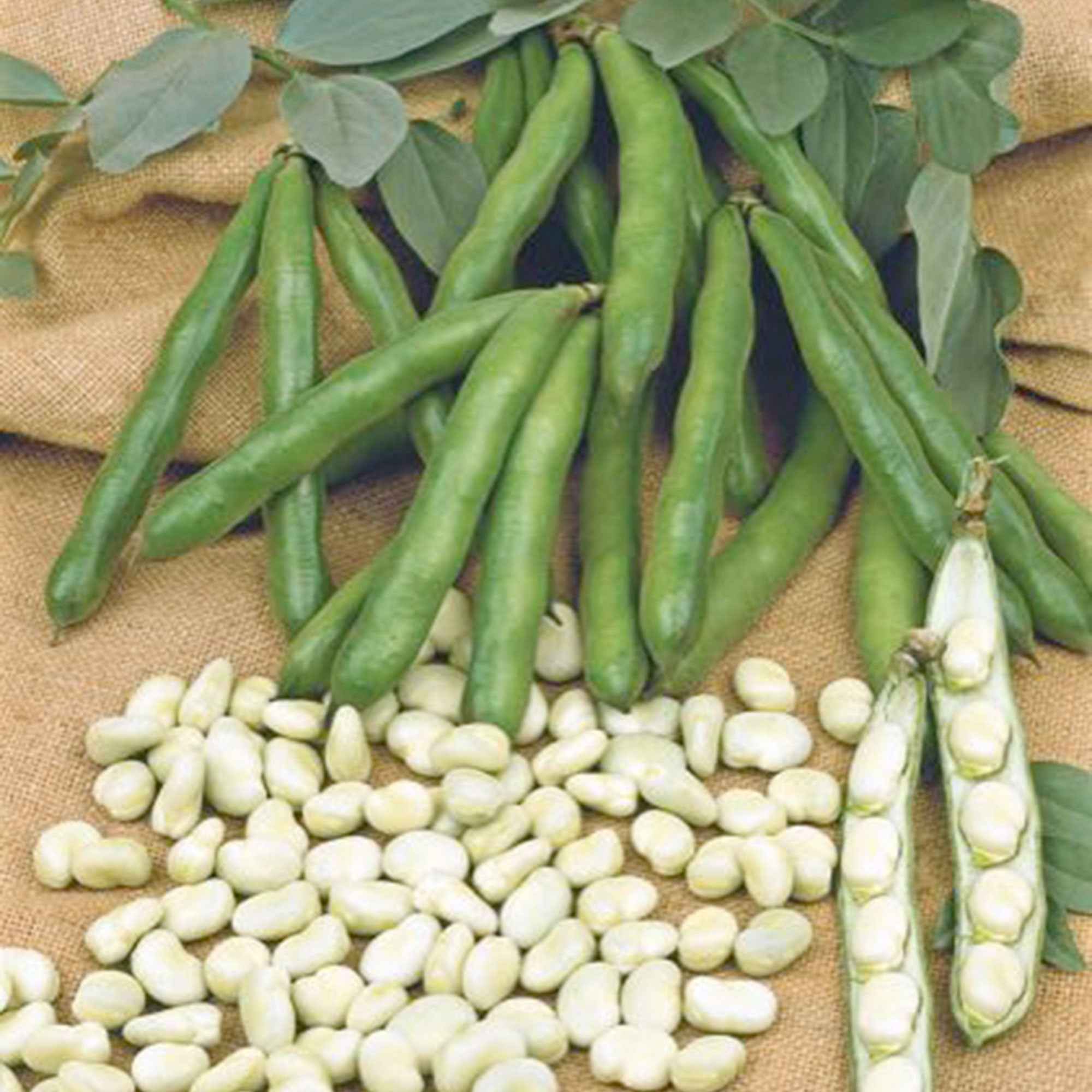 Tuinbonen Vicia 'Witkiem'