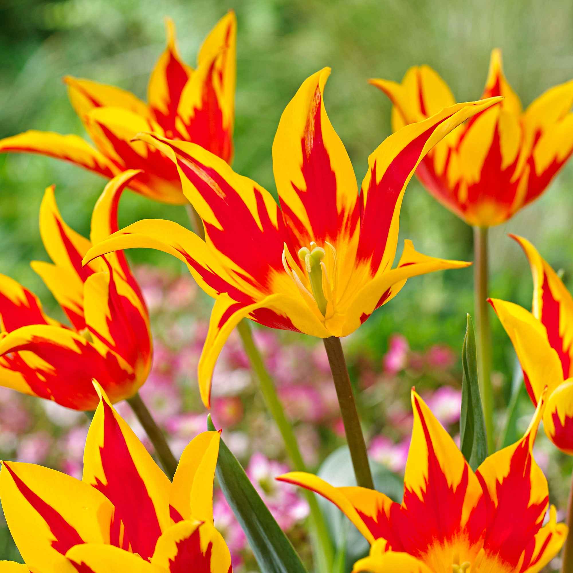 Tulp 'Fire Wings' (x10)