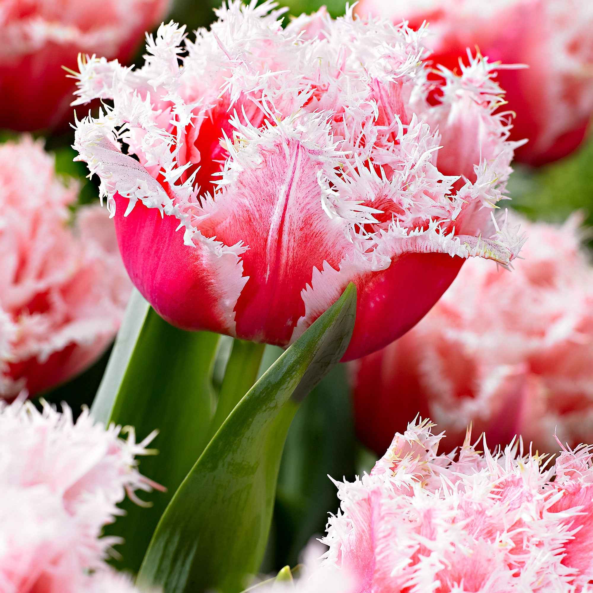 Tulp 'Queensland' (x5)