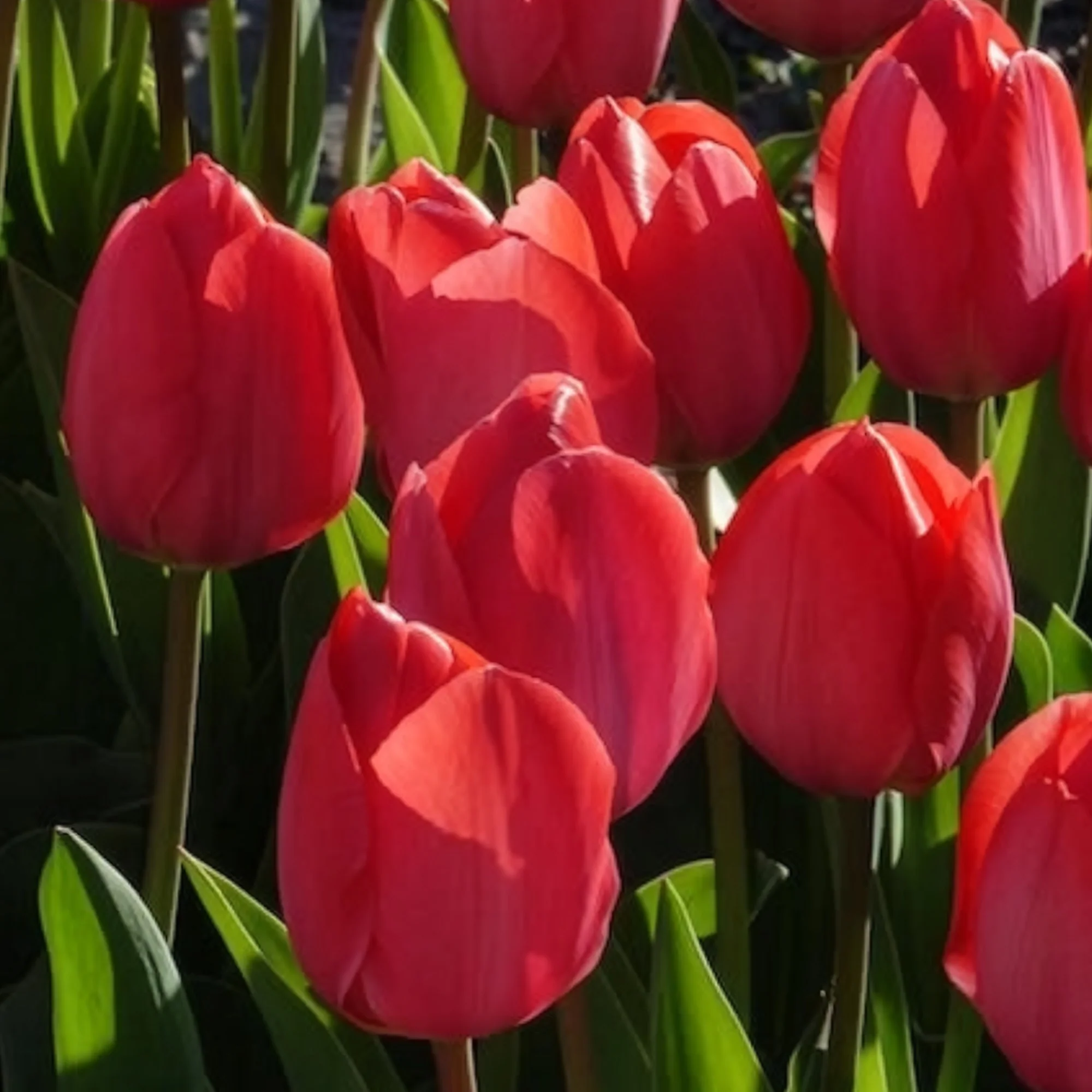 Tulp 'Van Eijk' (x10) - Image 4