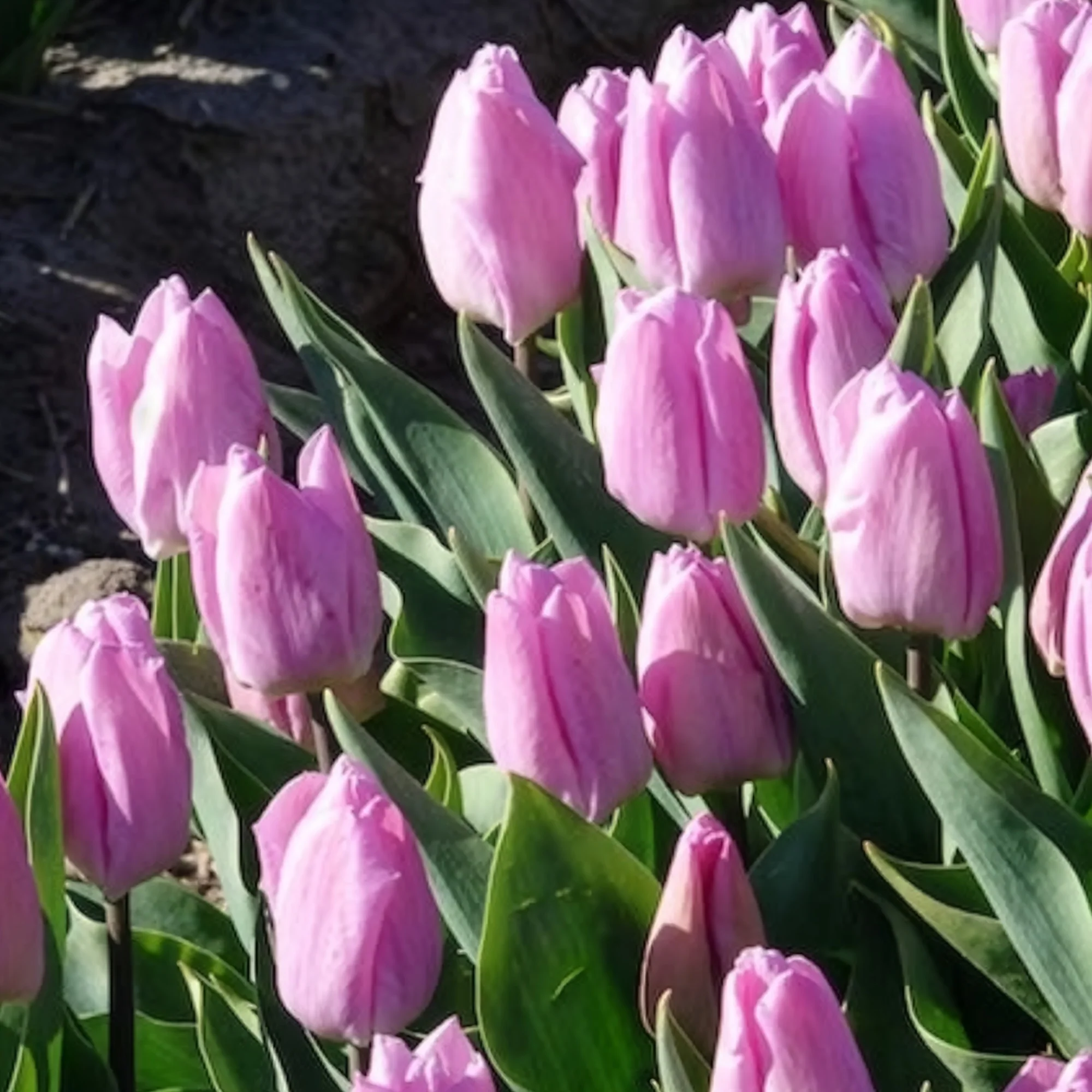 Tulpen Triomphe Candy Prince - Image 6