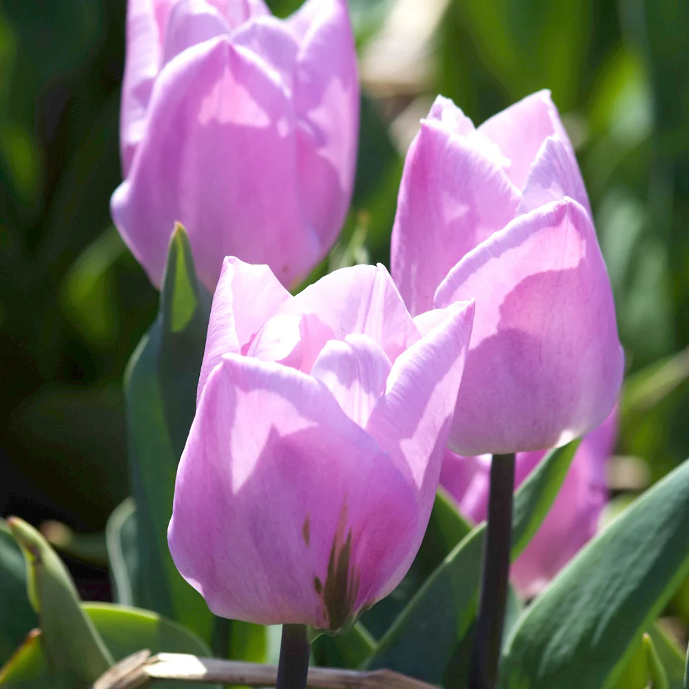 Tulpen Triomphe Candy Prince - Image 7