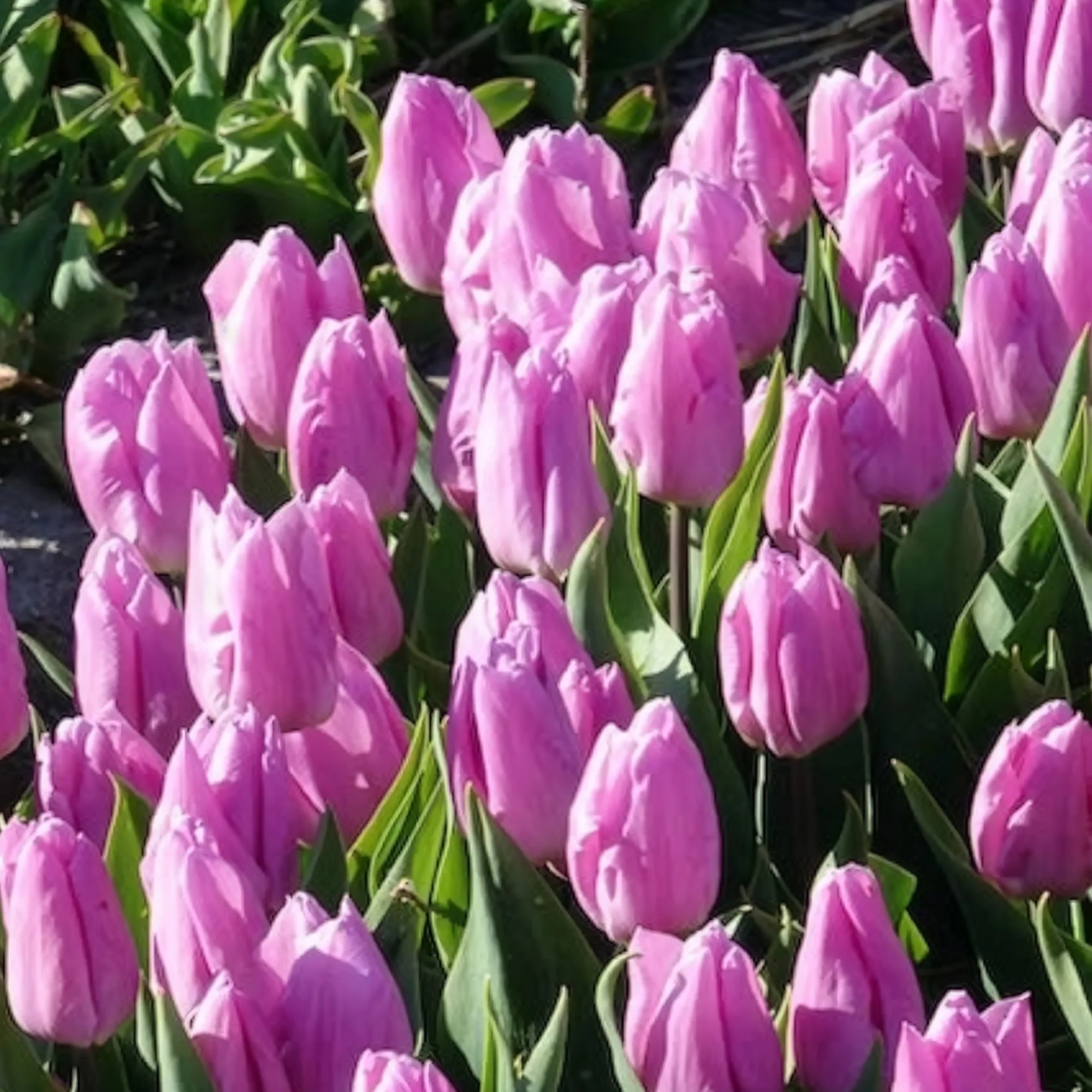 Tulpen Triomphe Candy Prince - Image 9