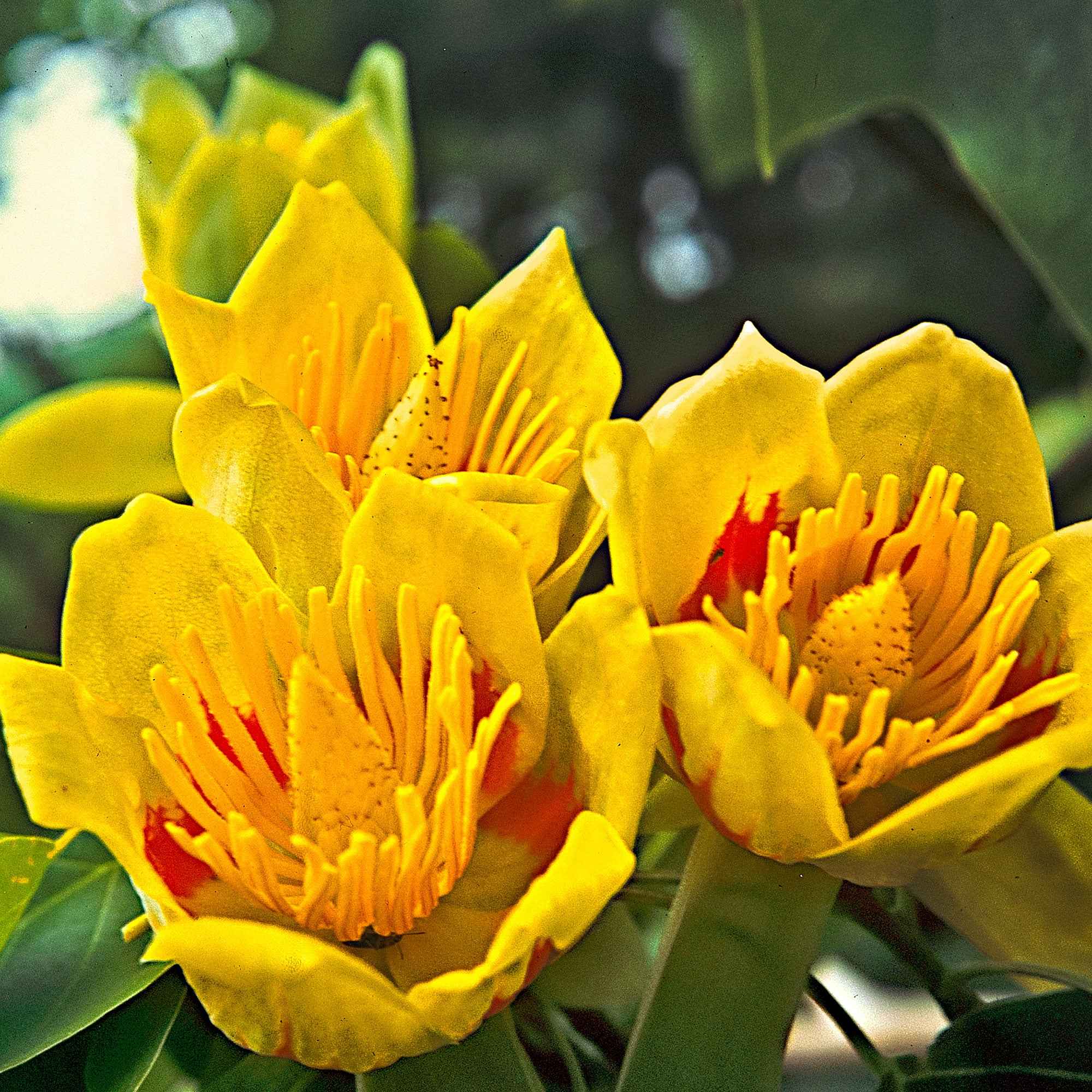 Tulpenboom - Image 9