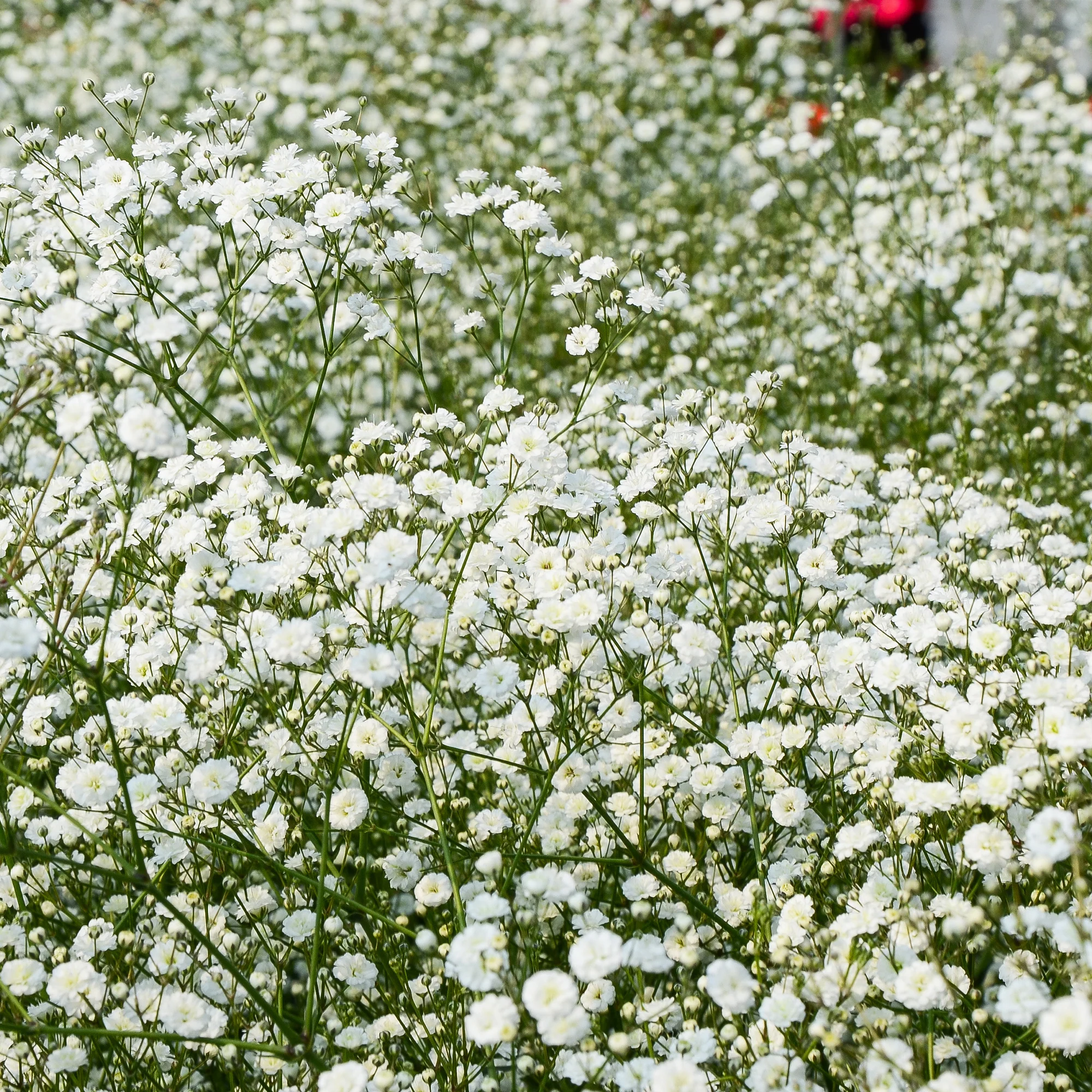 Vaste planten borderpakket - ca. 6 m² - Image 6