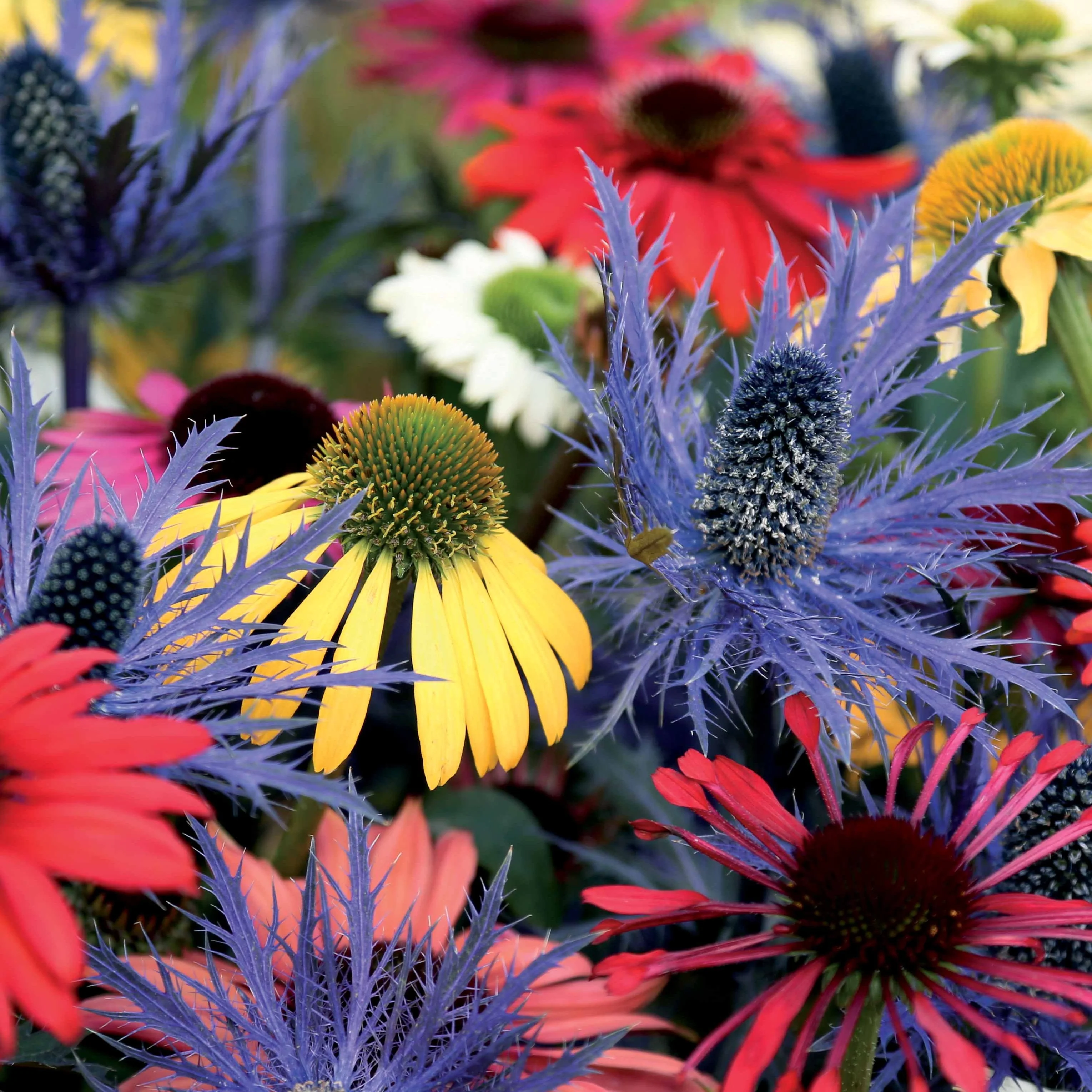 Vaste planten Mix - Zonnehoed (x3)