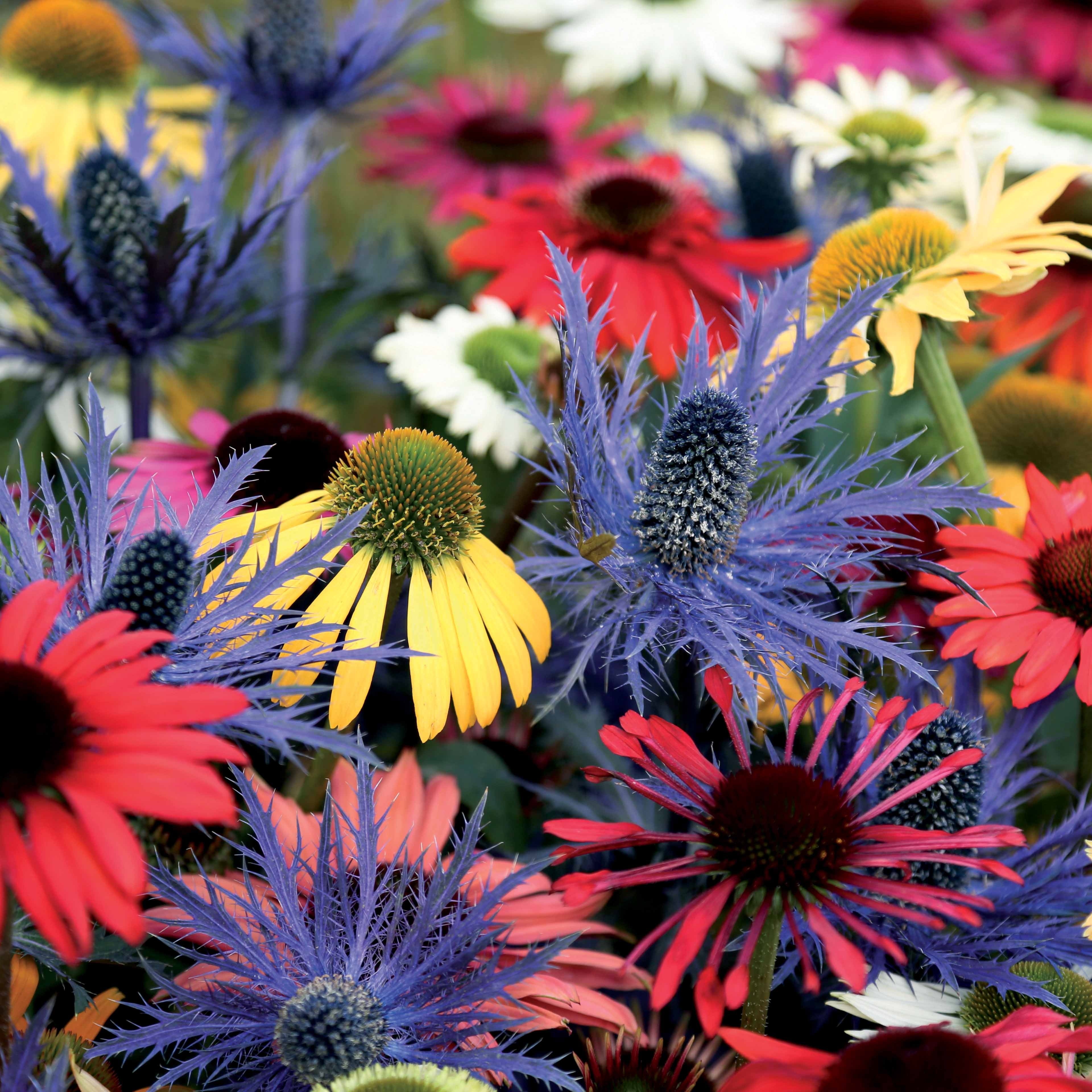 Vaste planten Mix - Zonnehoed (x3) - Image 2