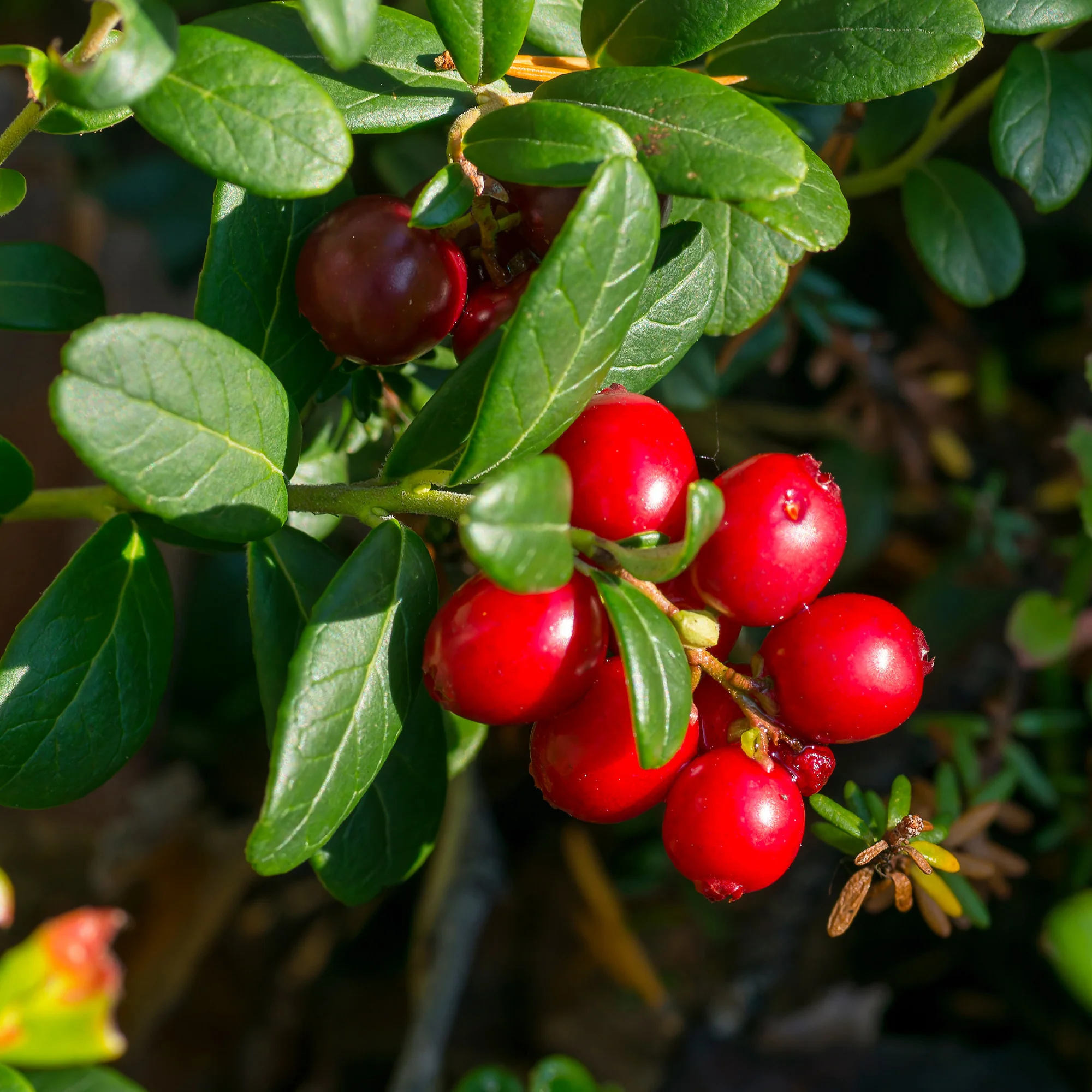 Veenbes (Cranberry)
