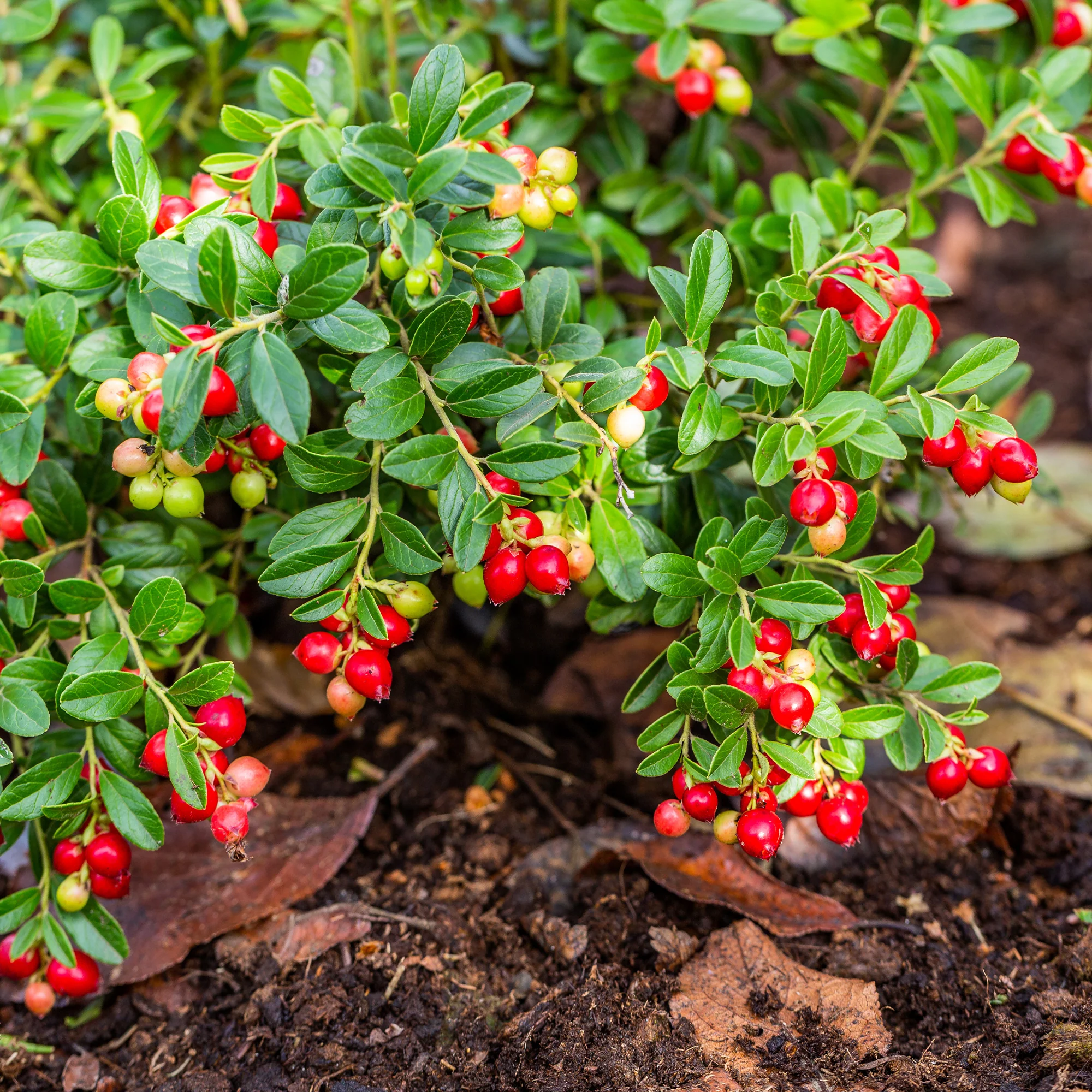 Veenbes (Cranberry) - Image 2