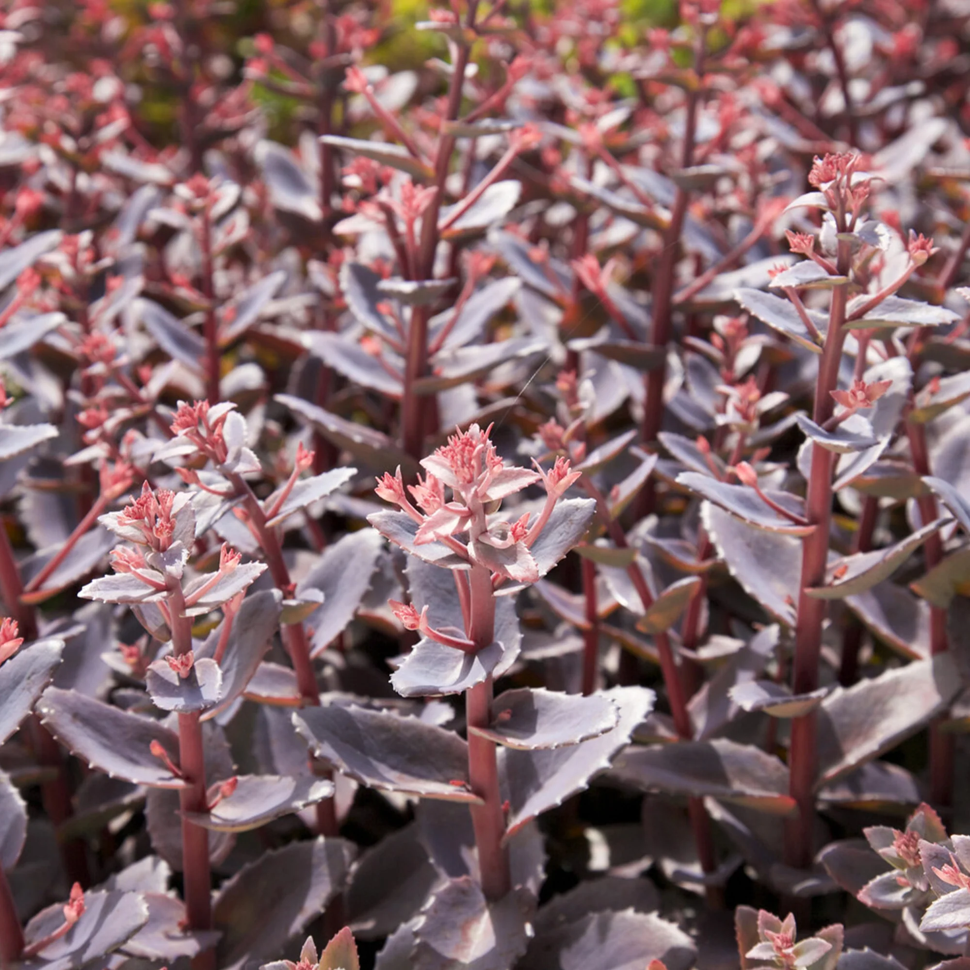 Sedum 'Chocolate Cherry' / Vetkruid
