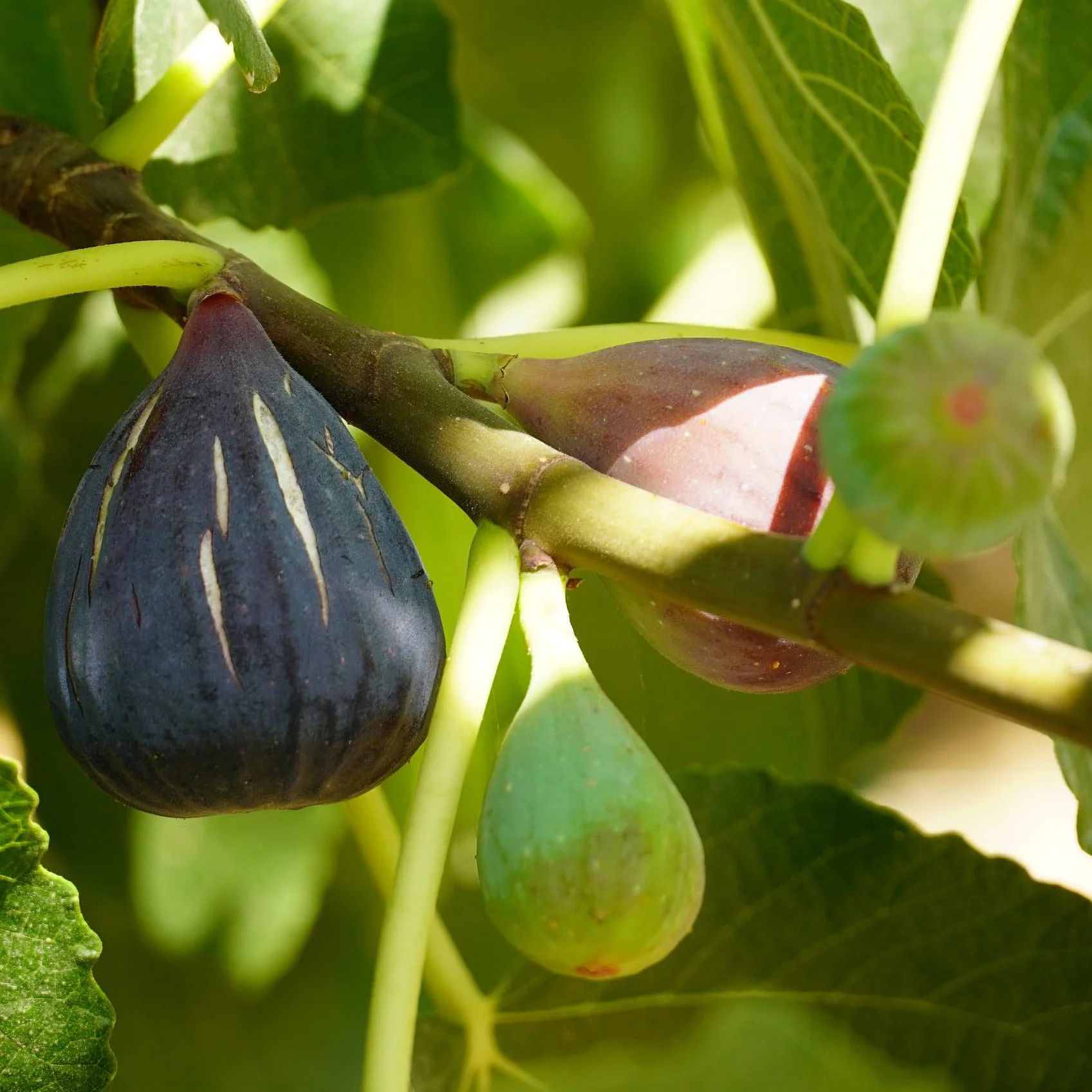 Vijg Violette Dargenteuil