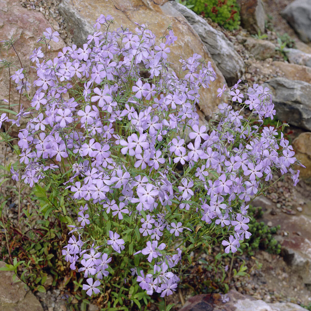 Vlambloem Blue Ridge - Image 2