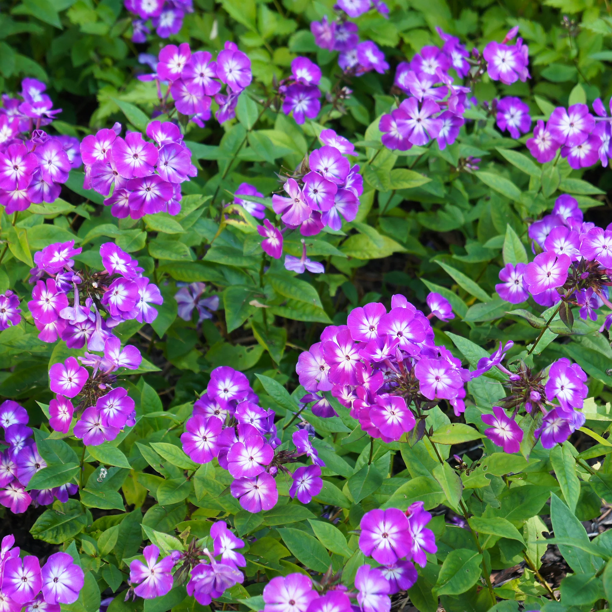 Vlambloem Uspech