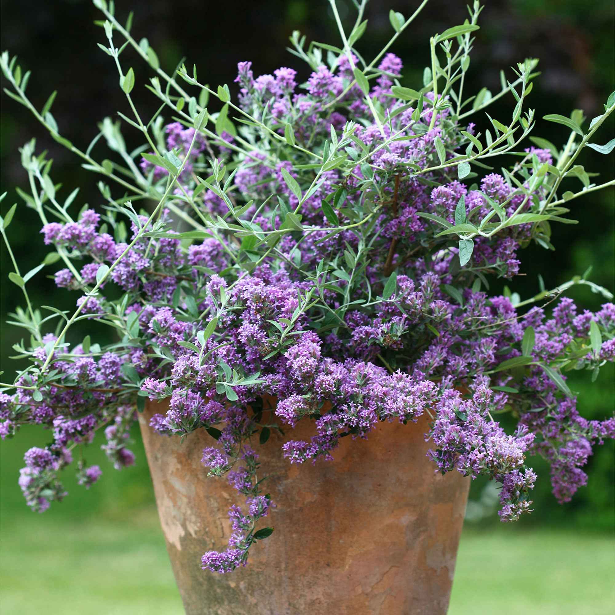Vlinderstruik 'Unique'