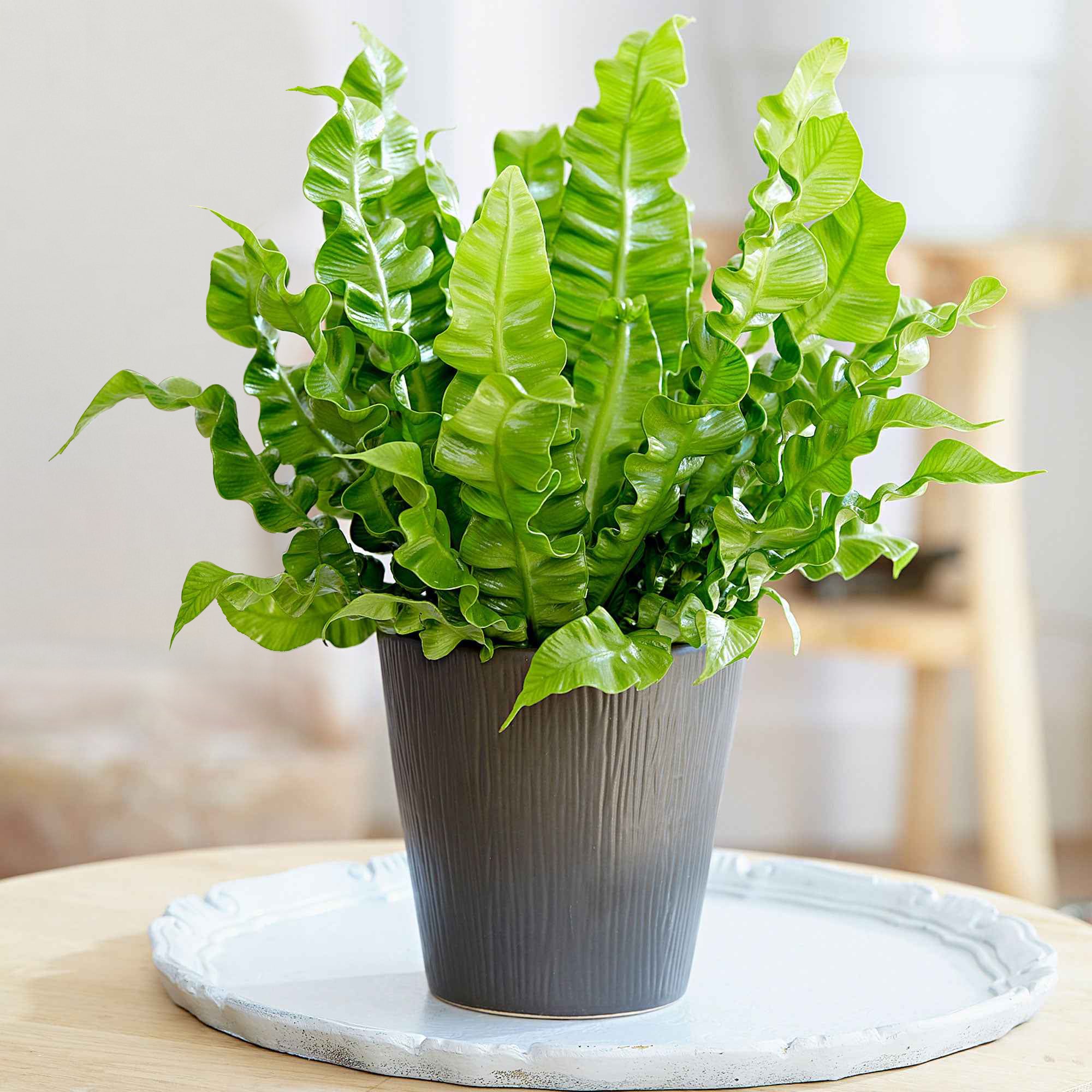Vogelnestvaren 'Crispy Wave'