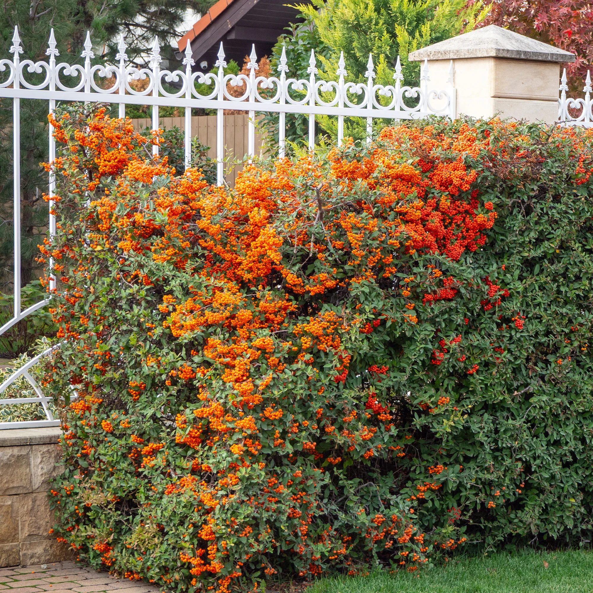 Vuurdoorn 'Saphyr® Orange Cadange'