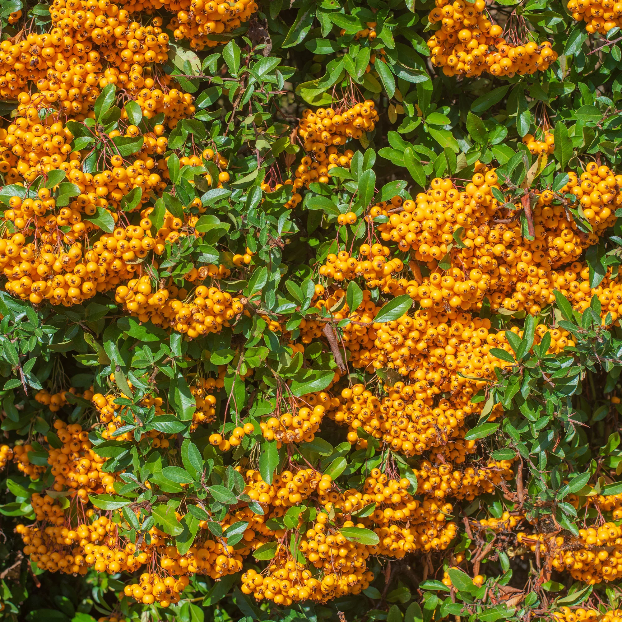 Vuurdoorn 'Saphyr® Orange Cadange' - Image 2