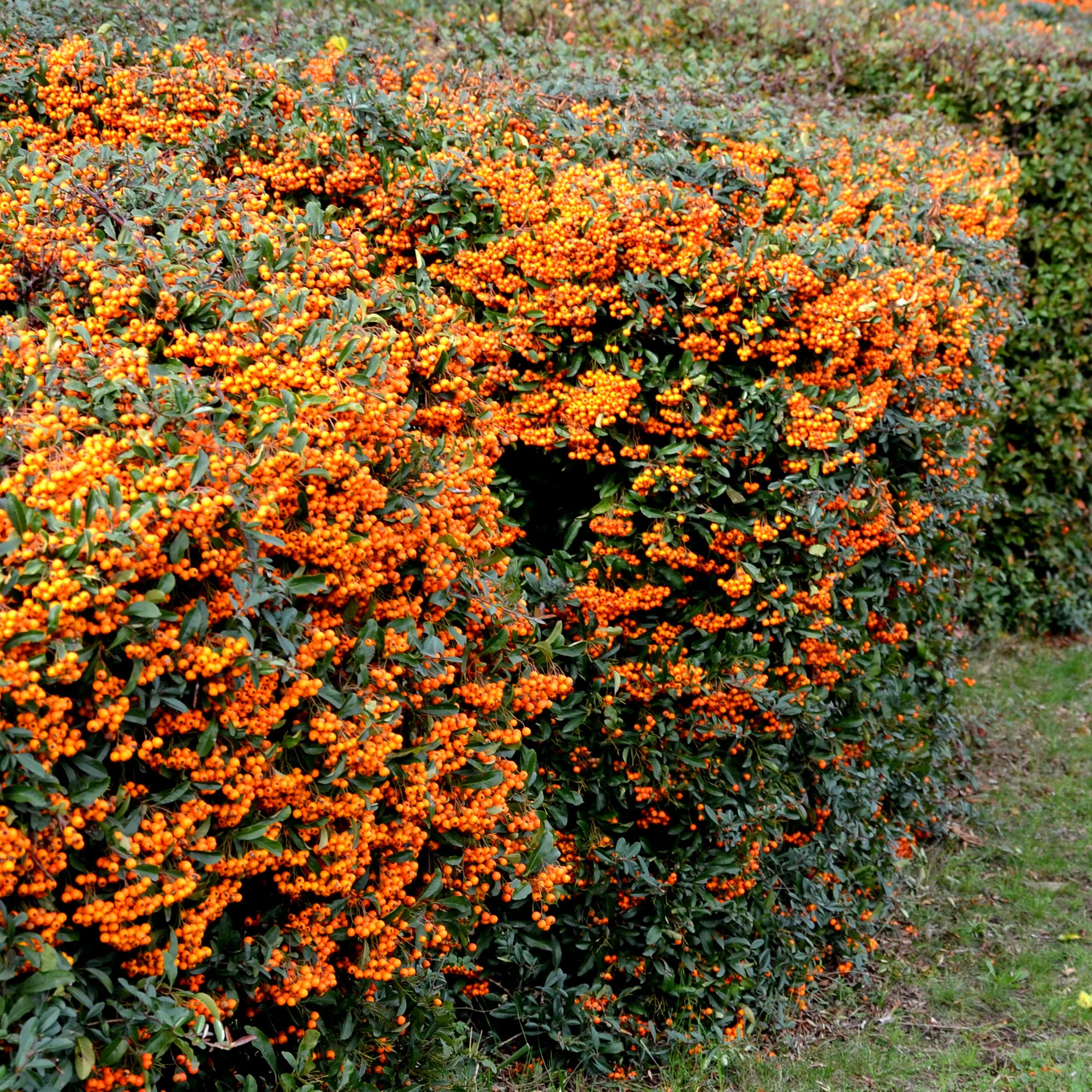 Vuurdoorn 'Saphyr® Orange Cadange' - Image 3