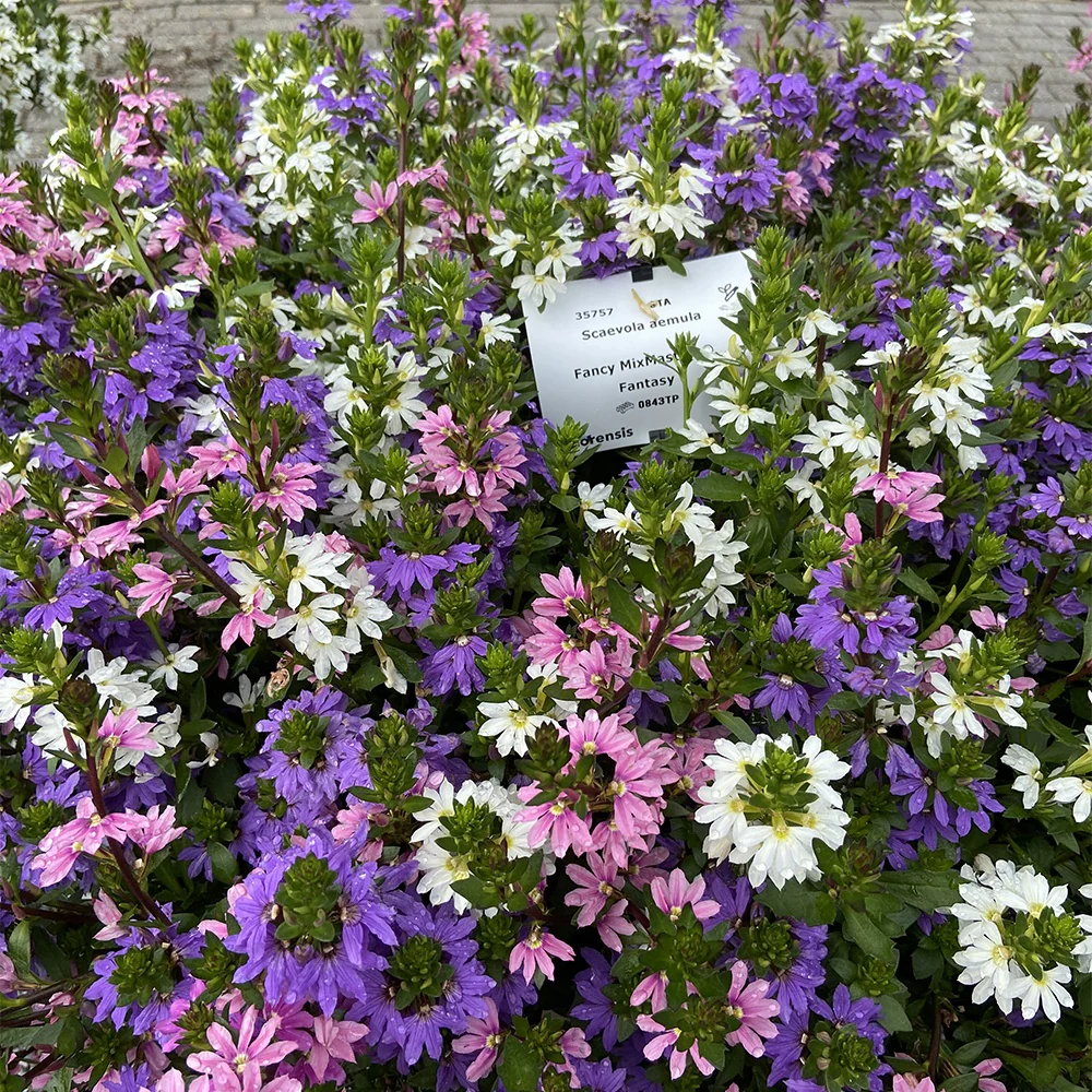 Waaierbloem gemengd (x3)