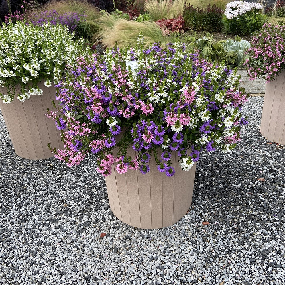 Waaierbloem gemengd (x3) - Image 2