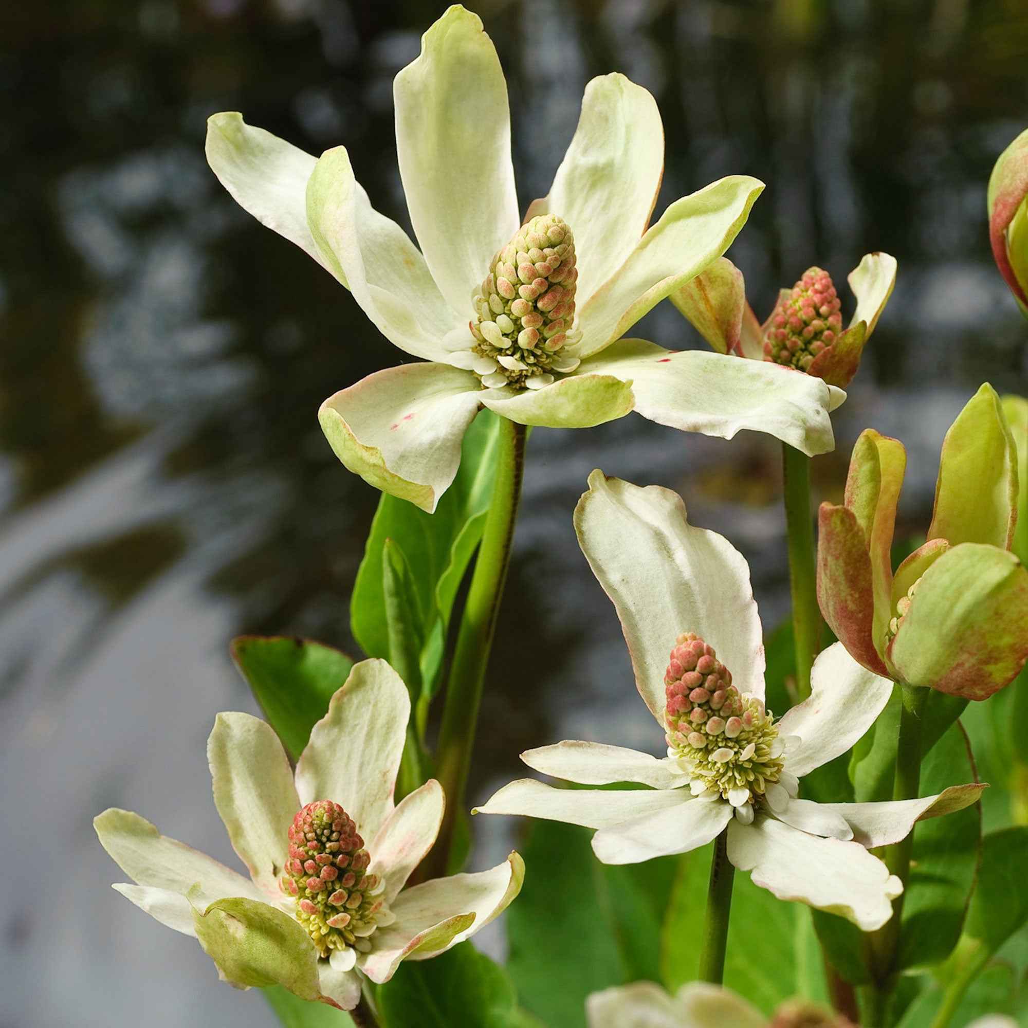 Californische Anemopsis