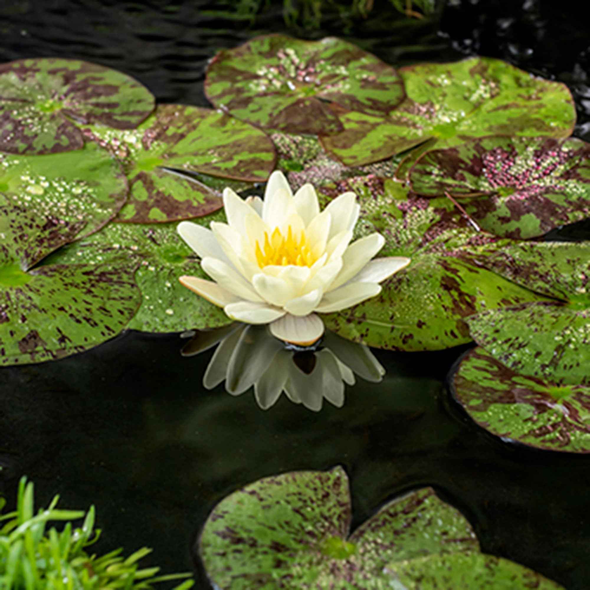 Waterlelie 'Marliacea Chromatella'