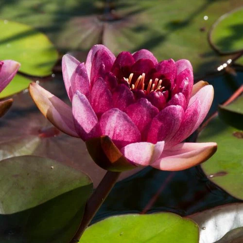 Waterlelie 'Perry's Almost Black' rood - Image 2