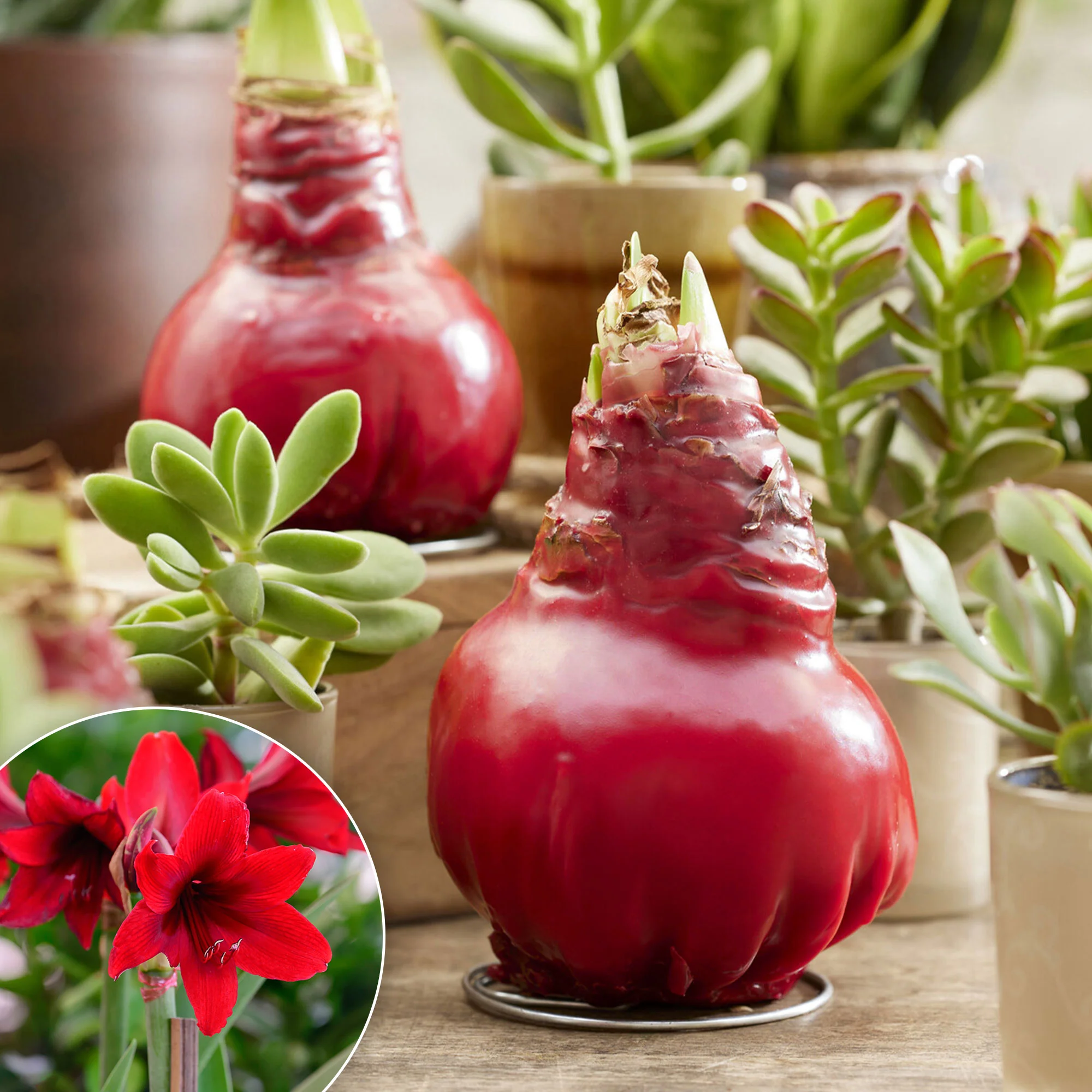 Wax Amaryllis  Gloss X Mas Red