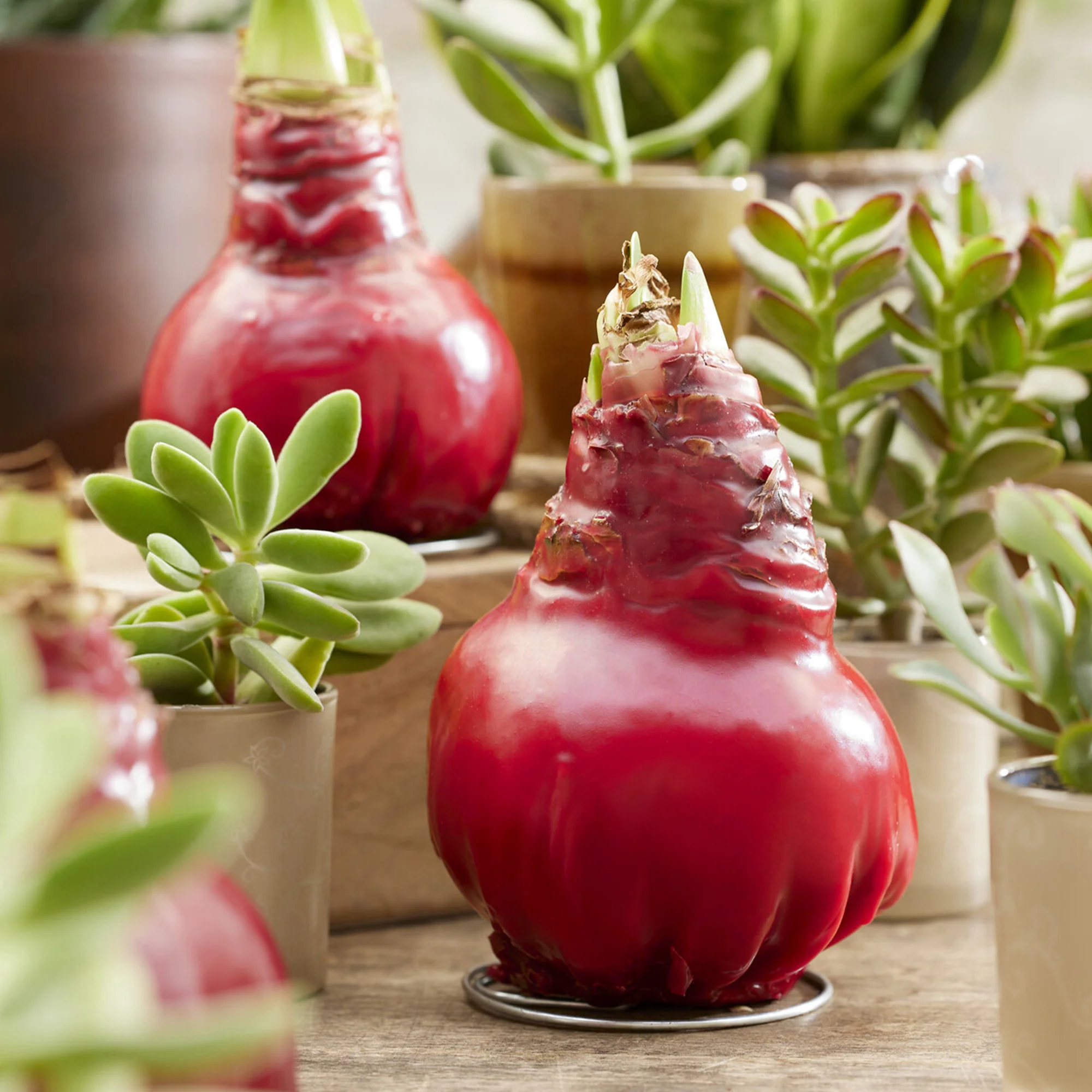 Wax Amaryllis  Gloss X Mas Red - Image 2