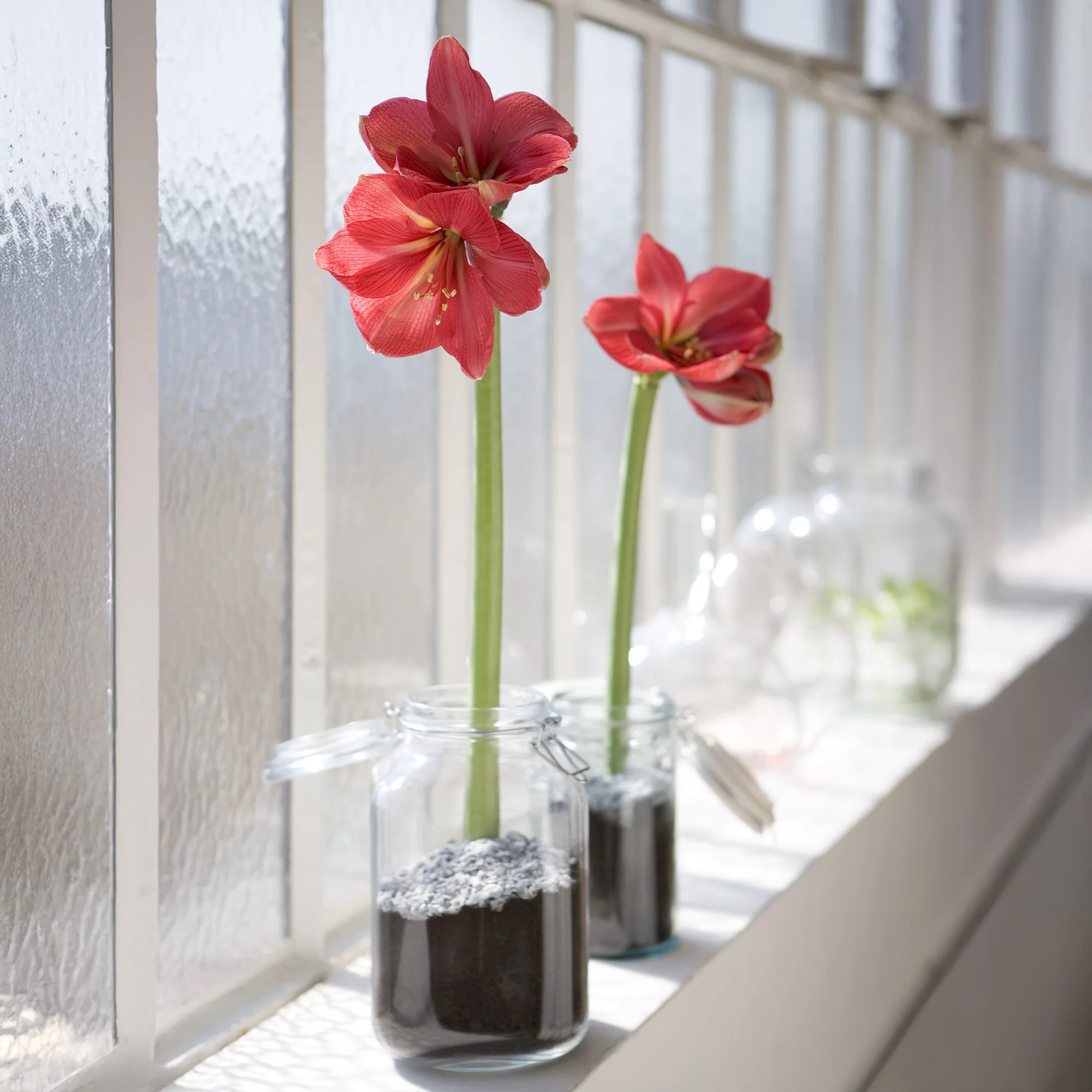 Wax Amaryllis  Gloss X Mas Red - Image 3