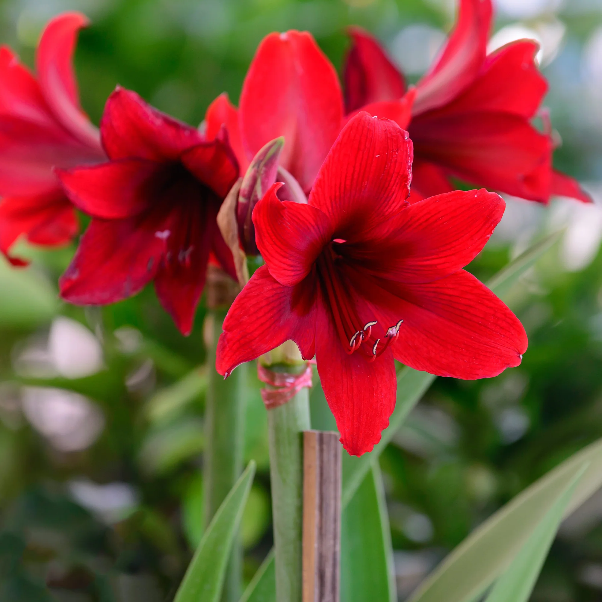 Wax Amaryllis  Gloss X Mas Red - Image 4