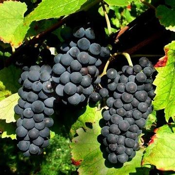 Wijndruiven Mix 'Pinot' + 'Merlot' + 'Chardonnay' - Image 4