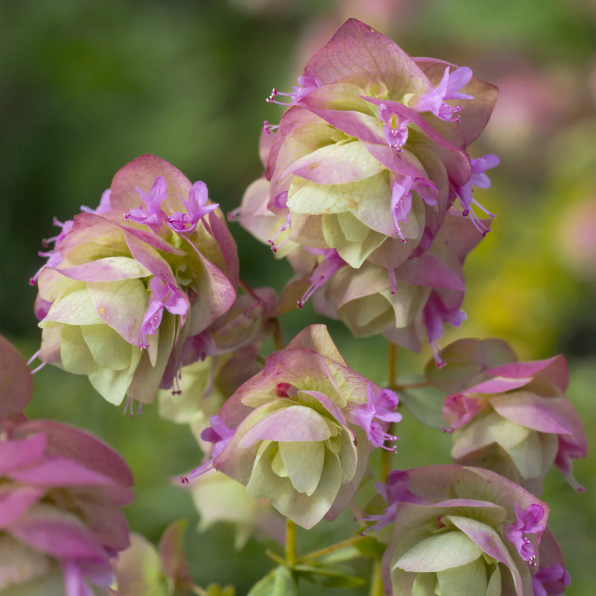 Wilde marjolein 'Kent Beauty' - Image 5