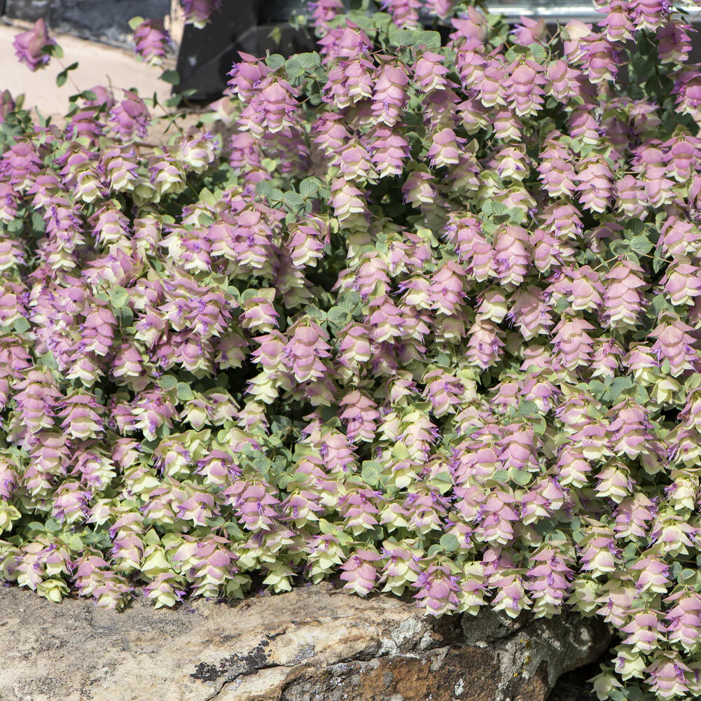 Wilde marjolein 'Kent Beauty' - Image 6