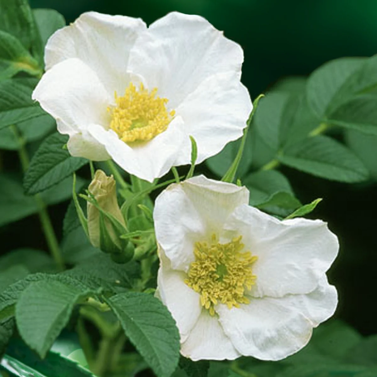 Wilde roos 'Alba, Japanse roos - Image 3